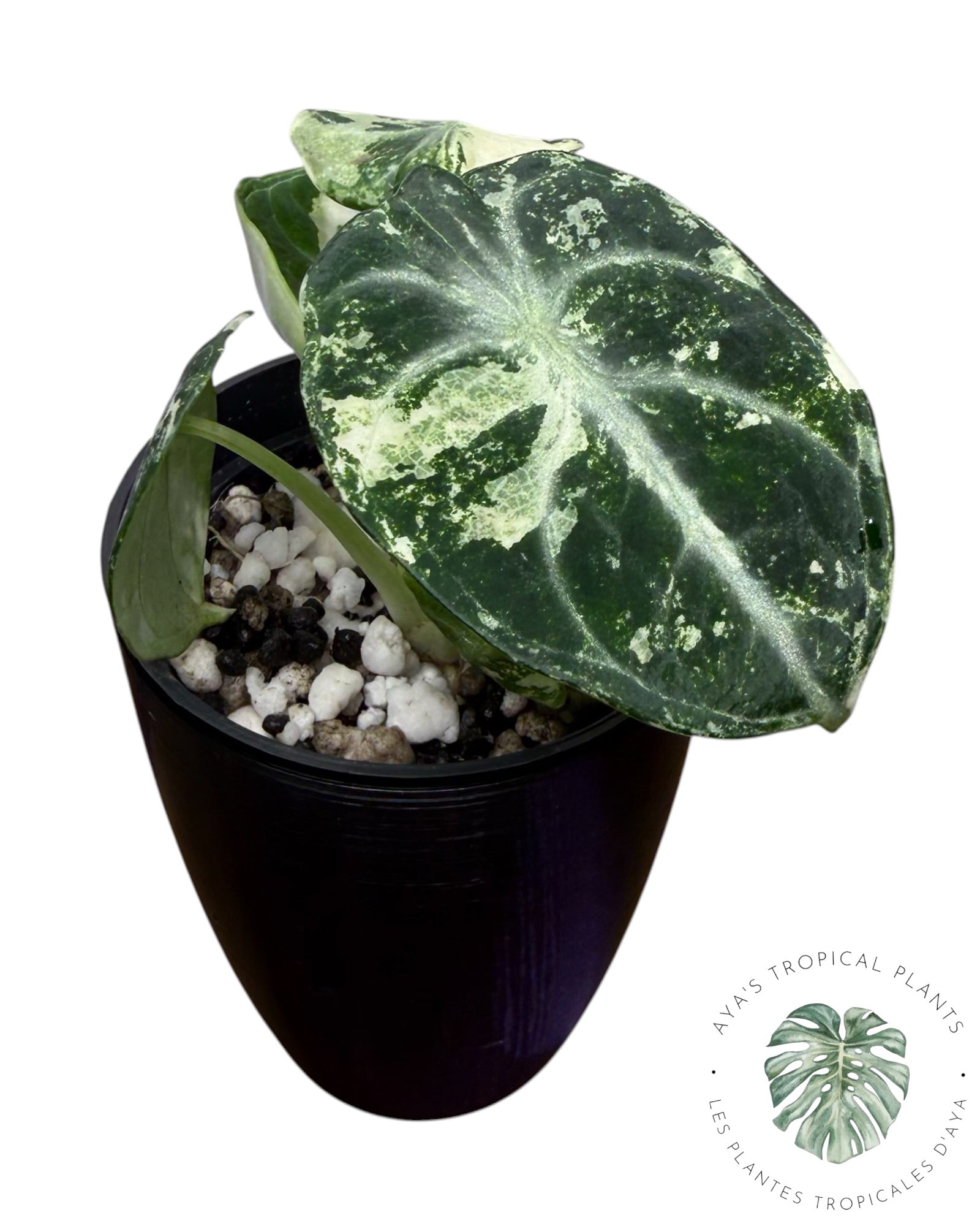 Alocasia Ninja Albo Variegated