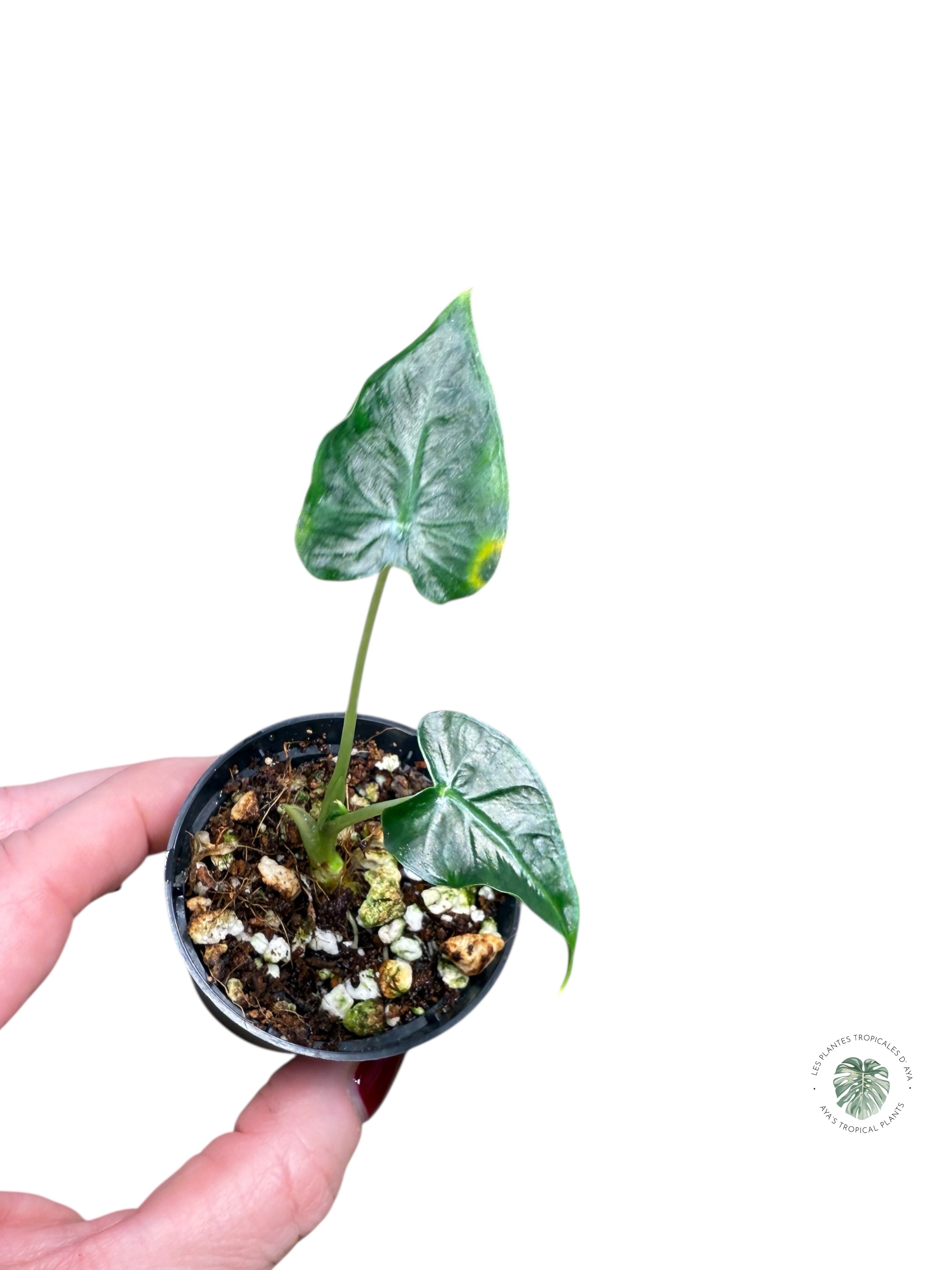 Alocasia Frydek Tattoo