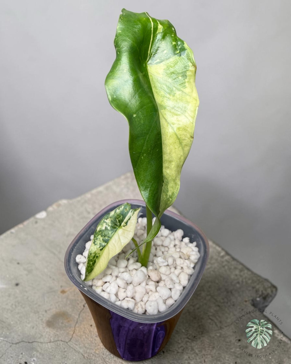 Alocasia  Simpo Albo Variegated
