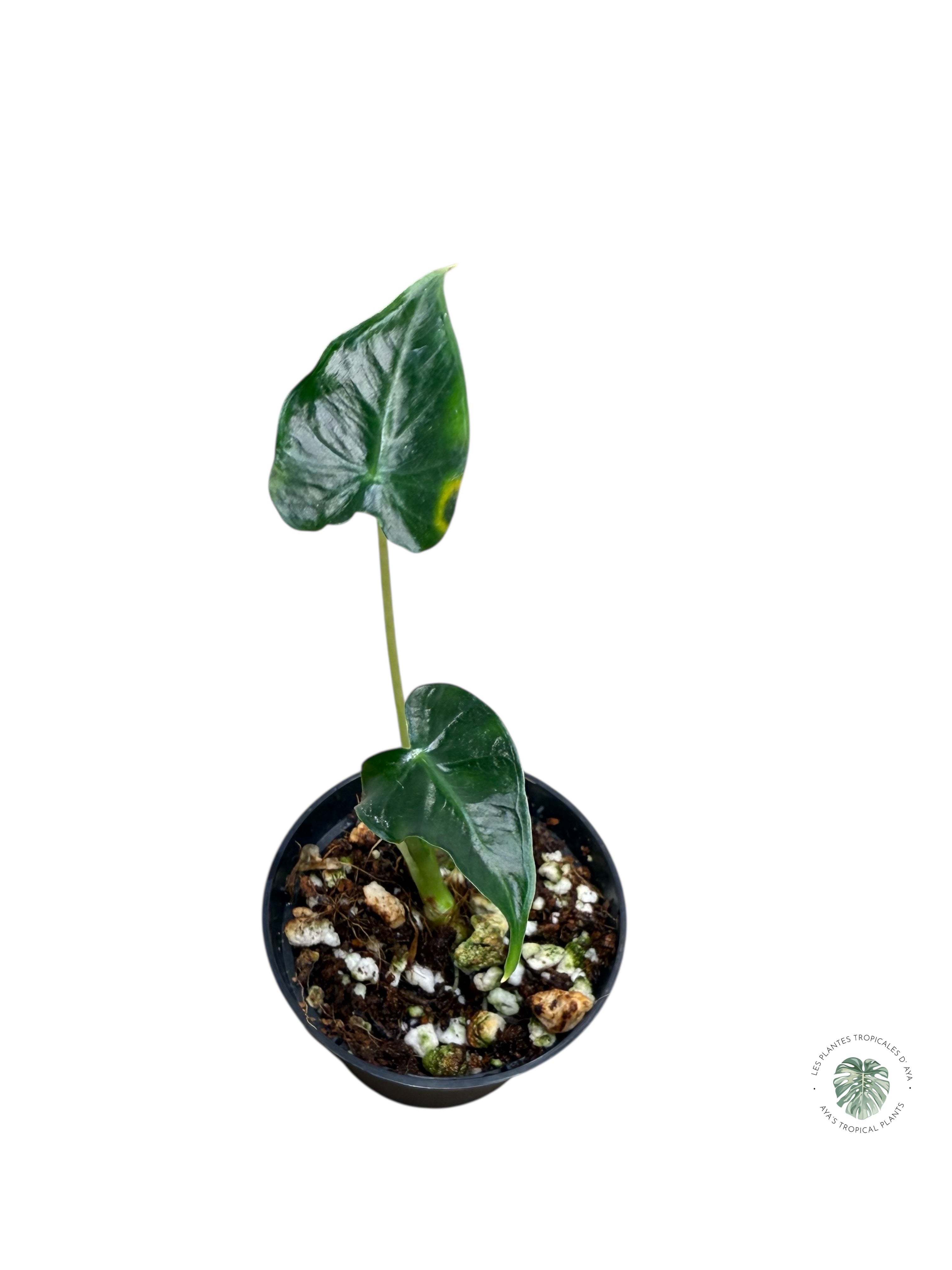 Alocasia Frydek Tattoo