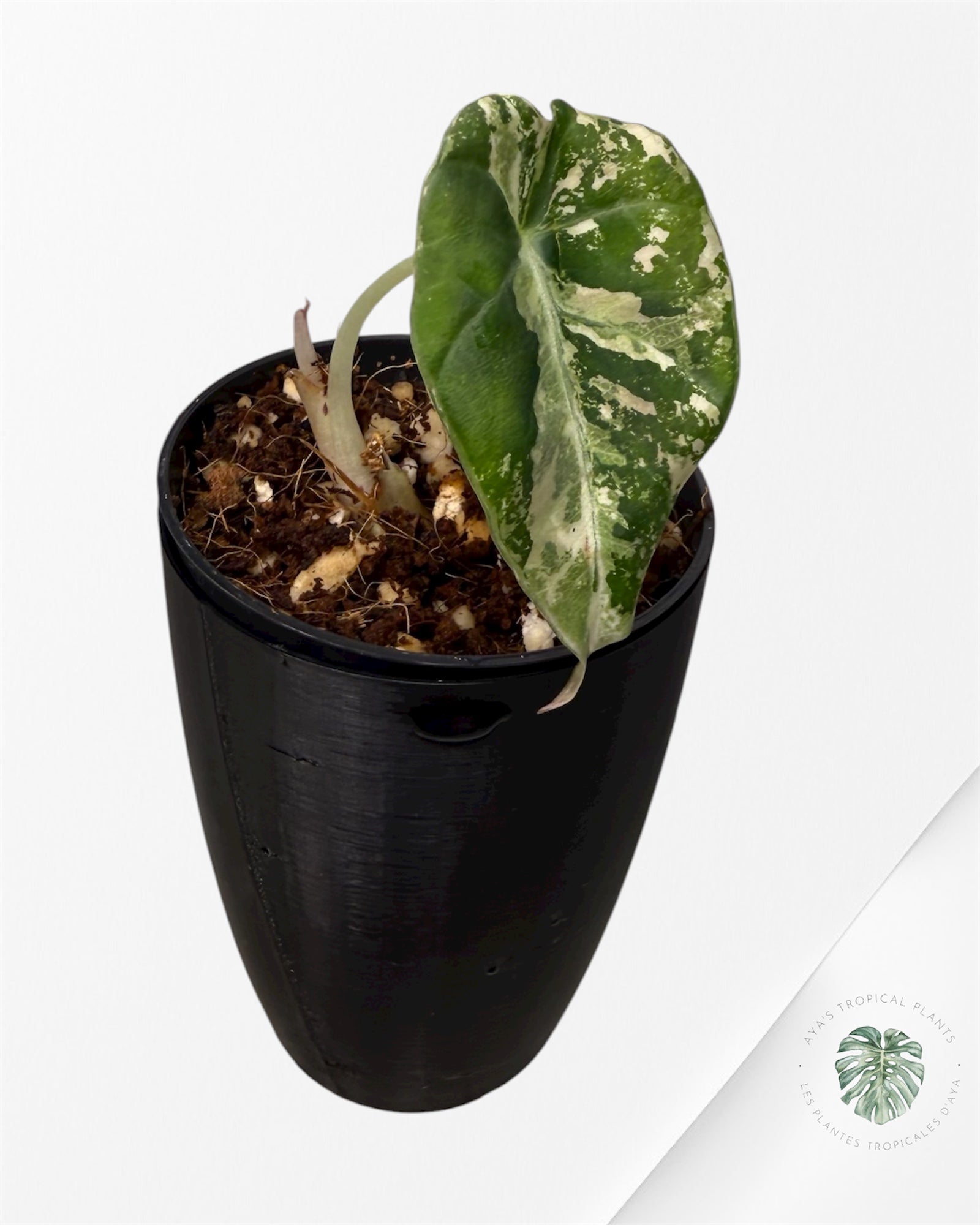 Alocasia Black Velvet Pink Variegated