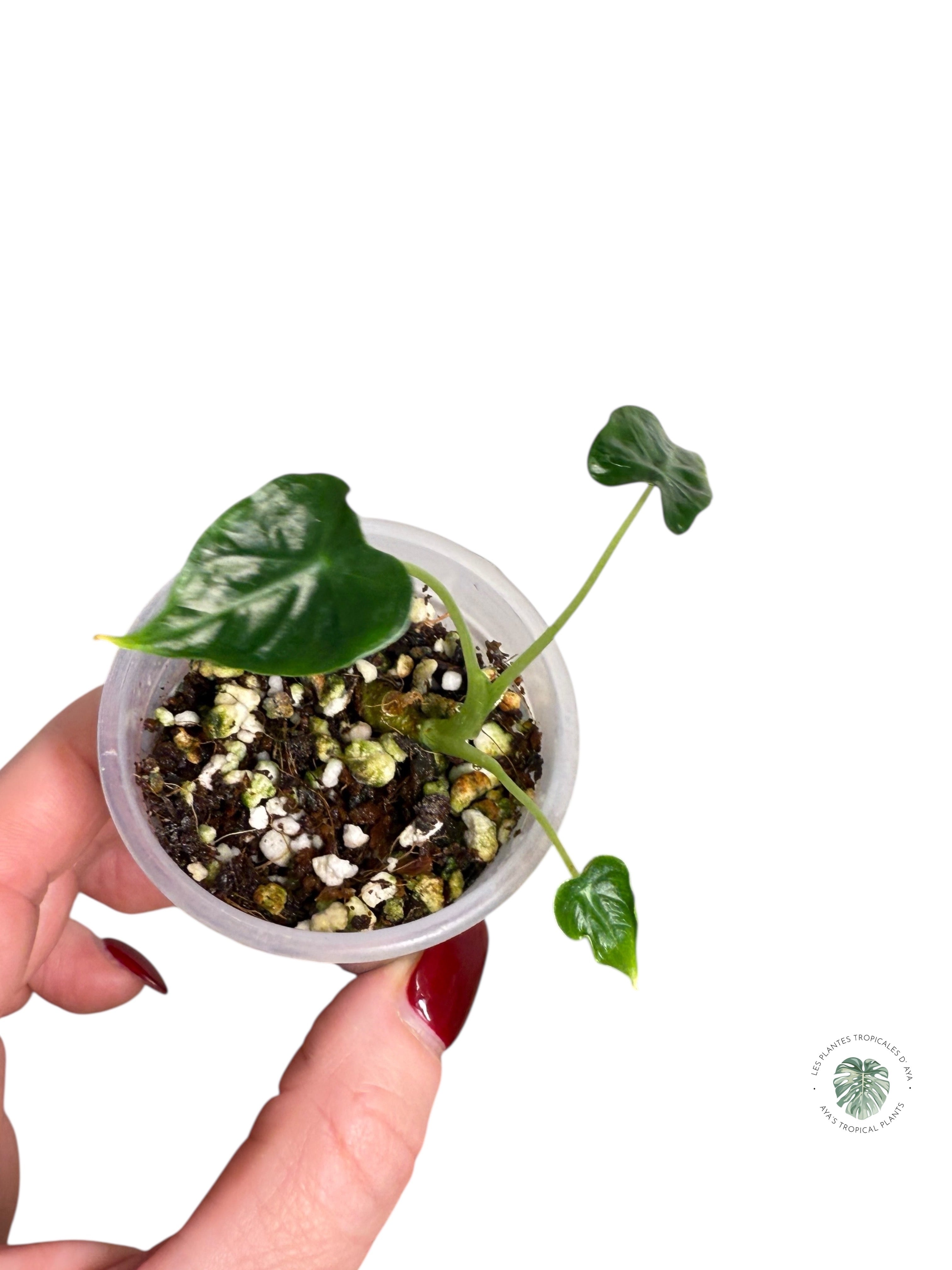 Alocasia Frydek Tattoo