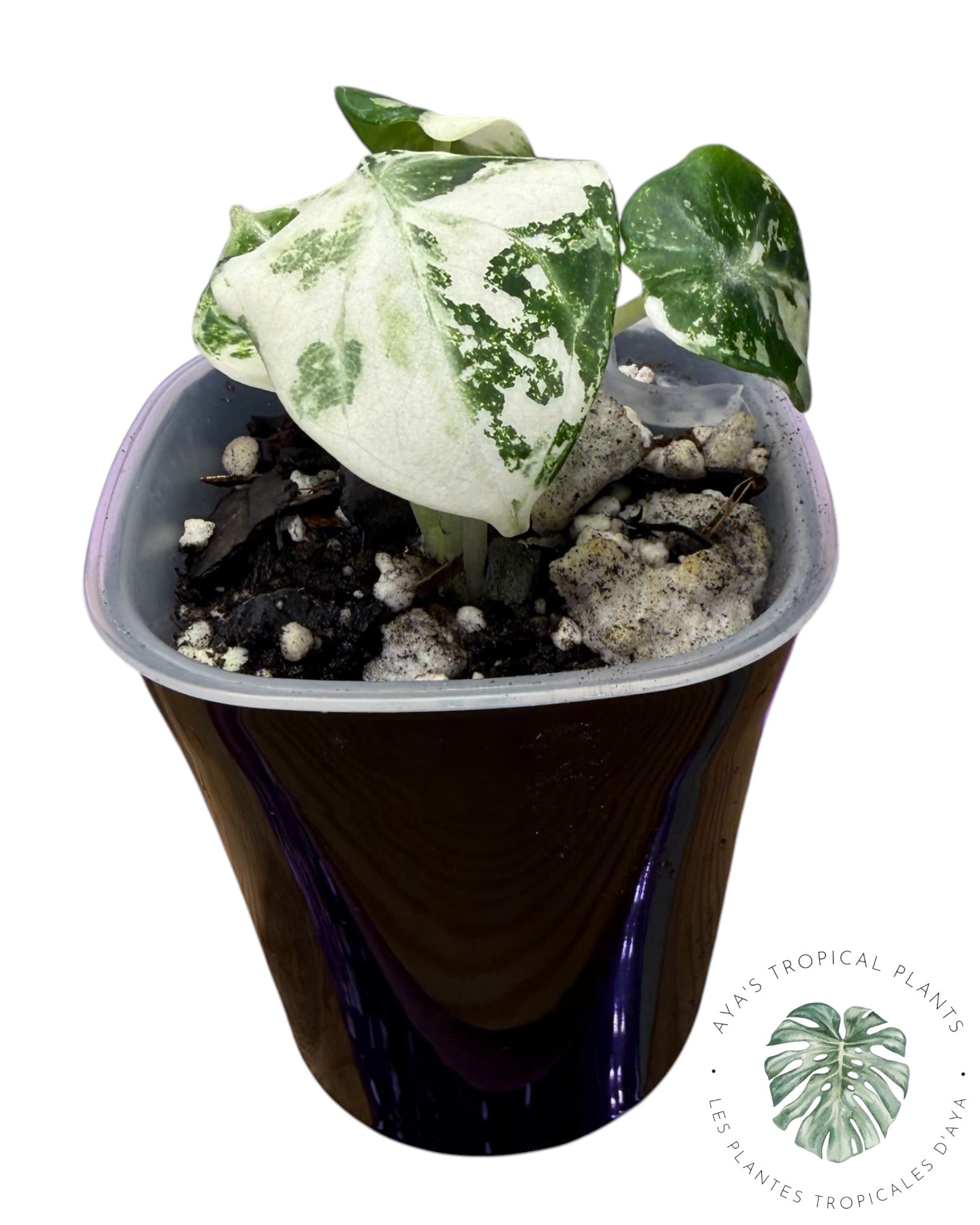 Alocasia Ninja Albo panaché