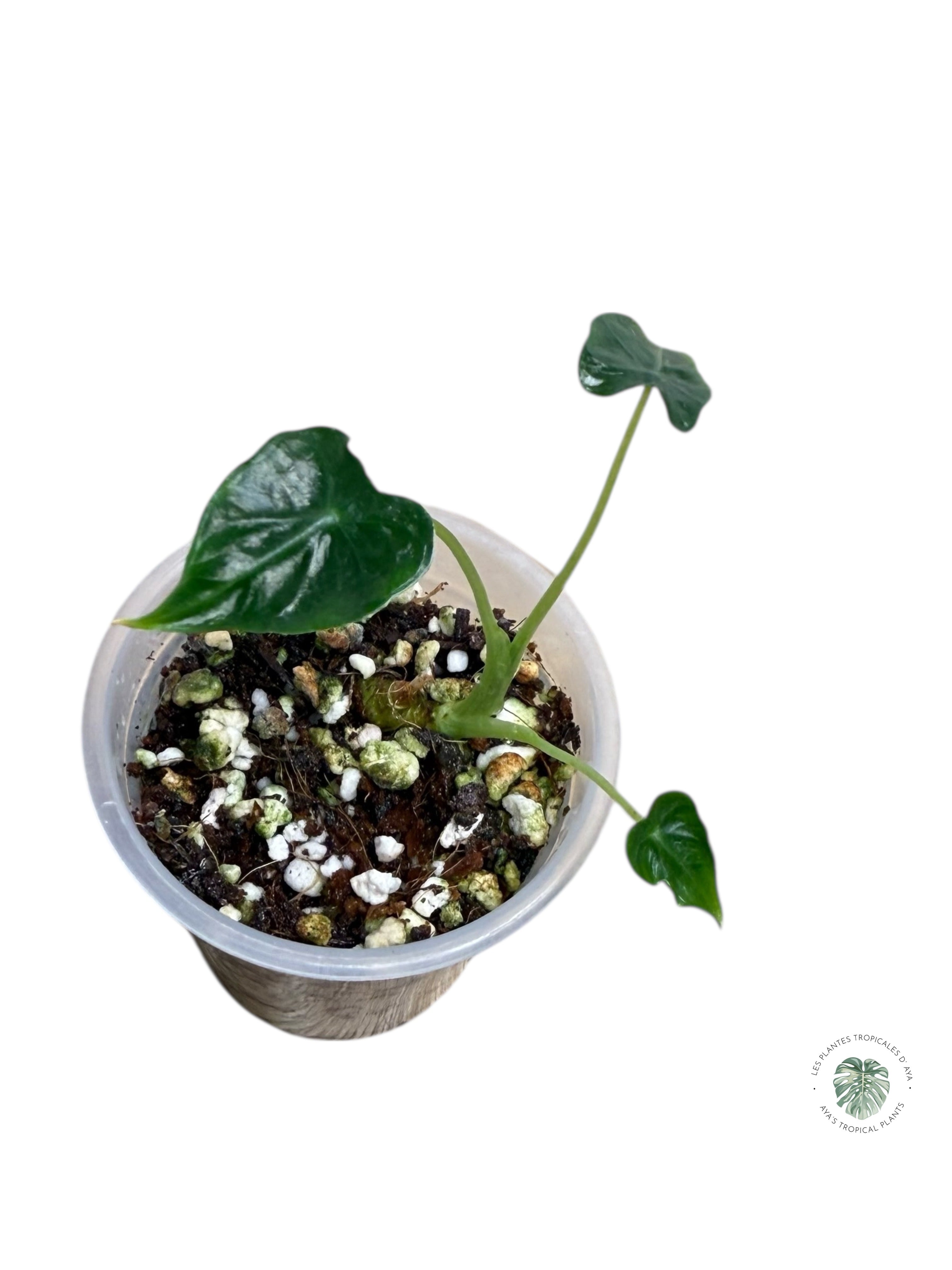 Alocasia Frydek Tattoo