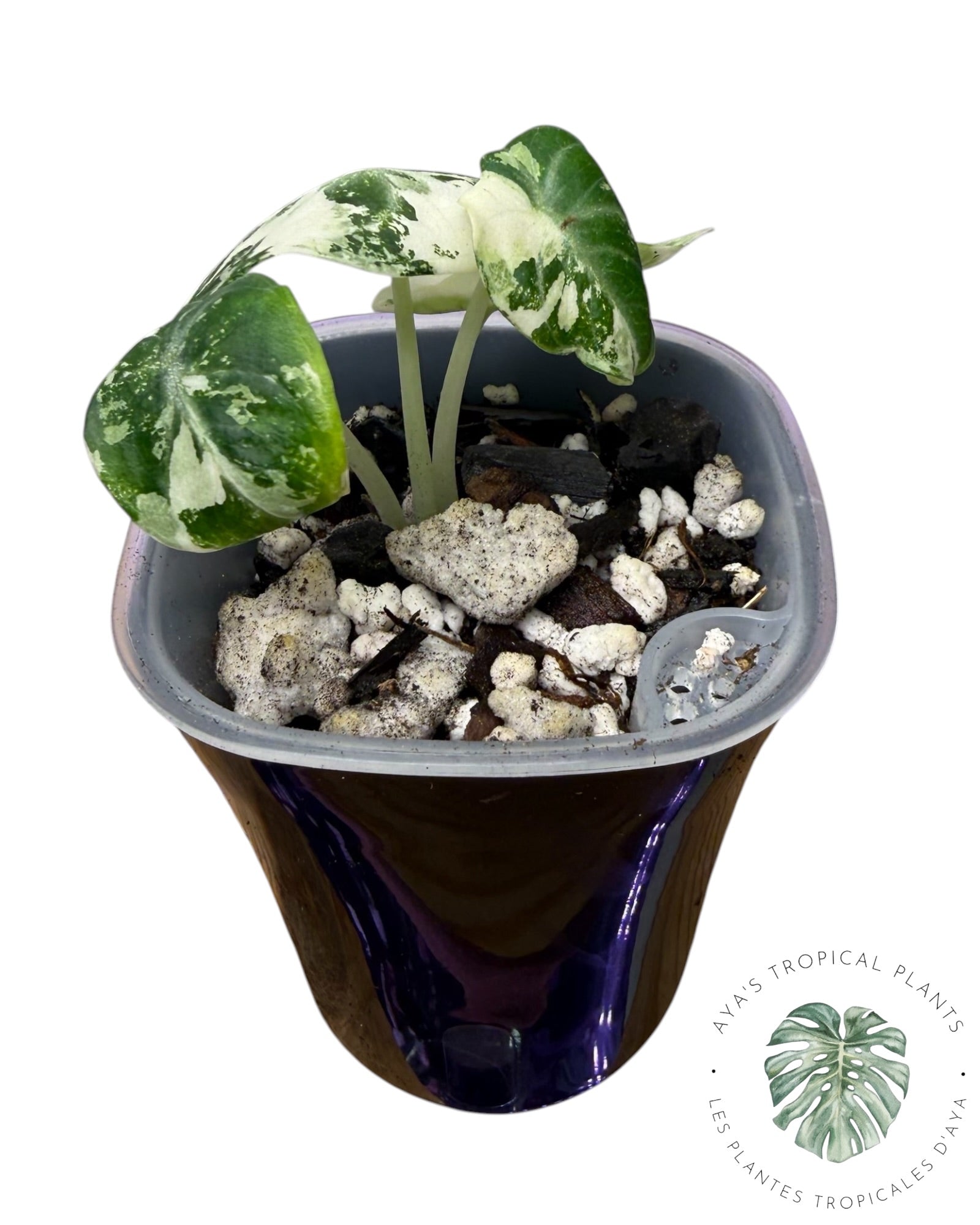 Alocasia Ninja Albo panaché