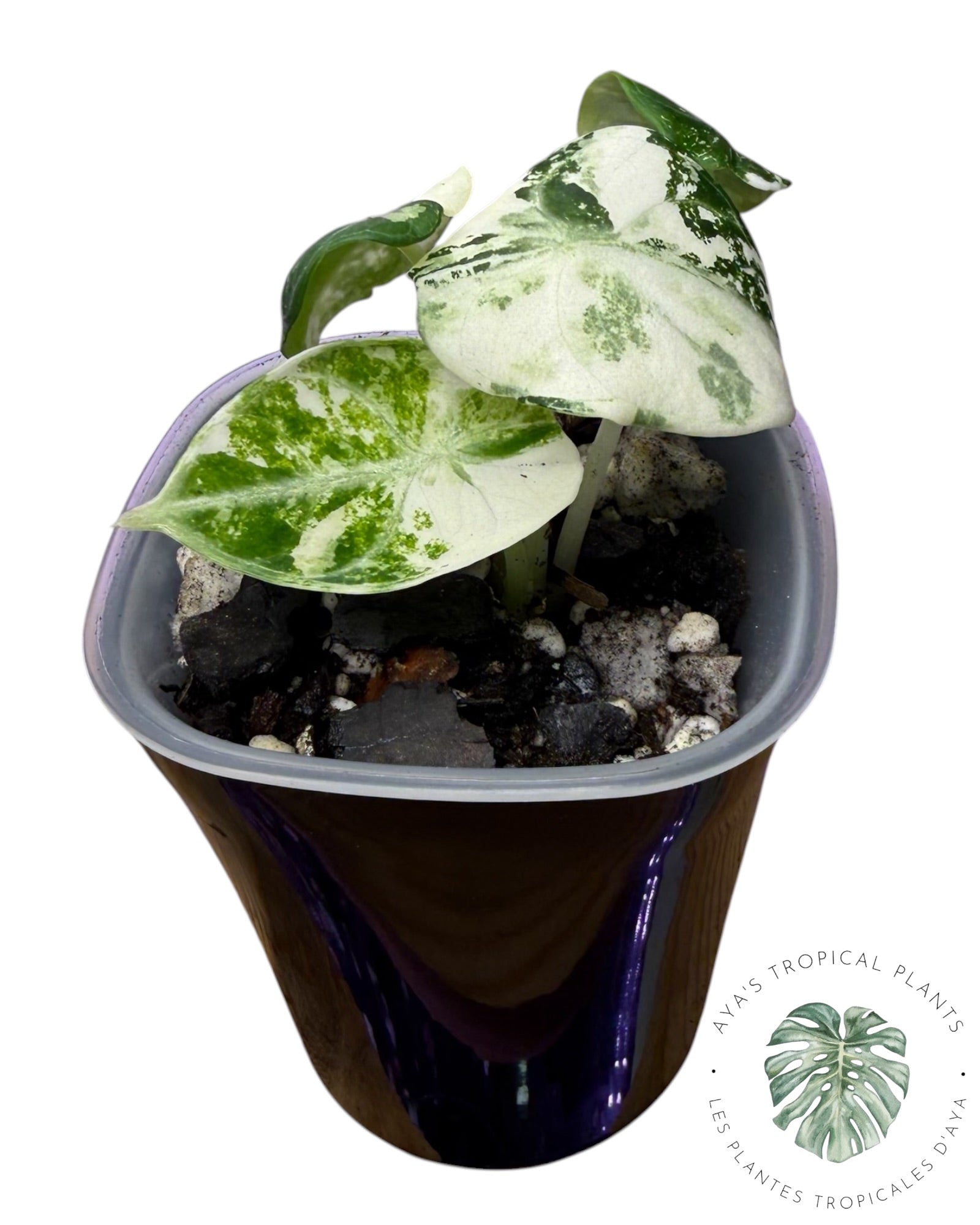 Alocasia Ninja Albo panaché