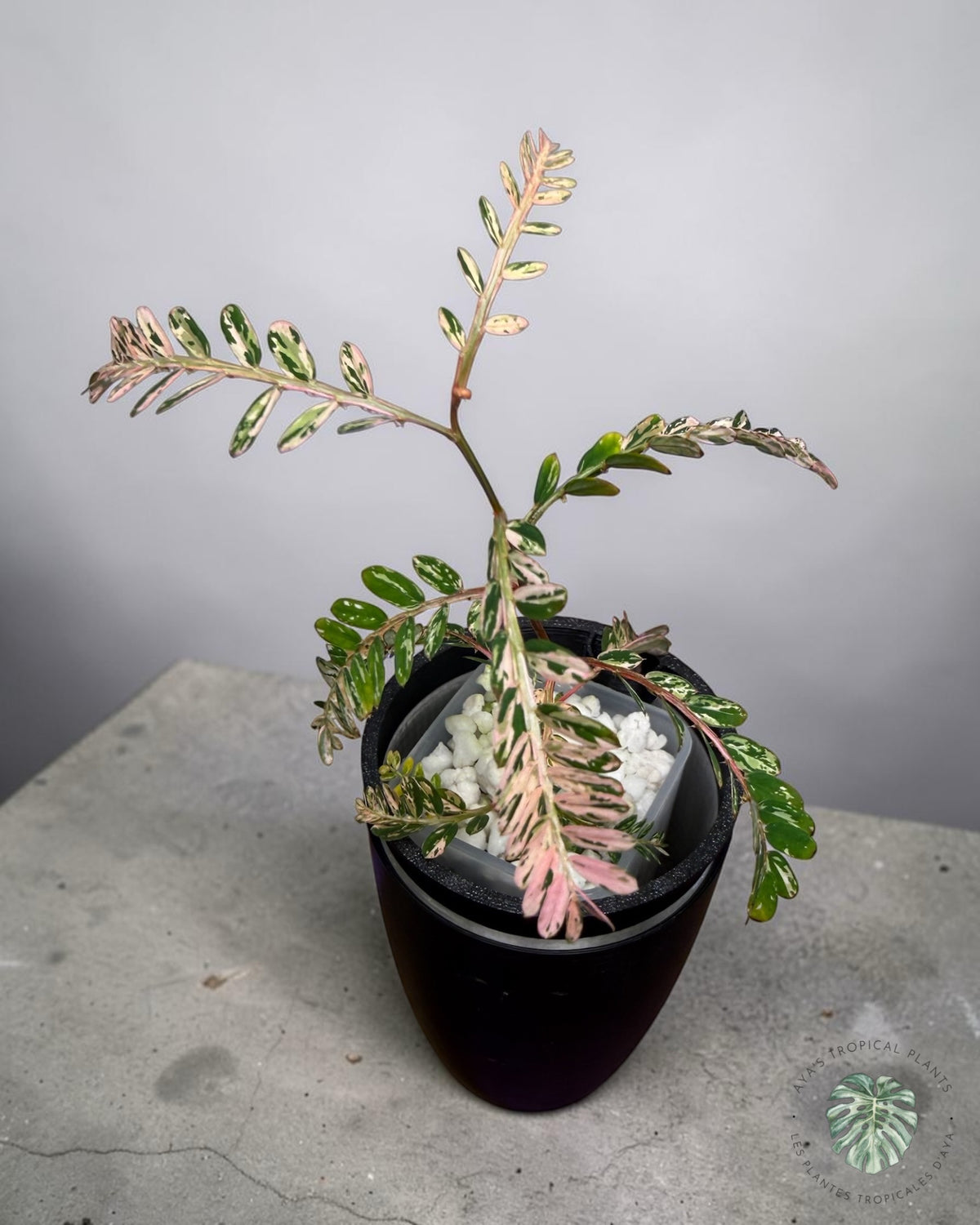 Phyllanthus urinaria 'Pink Variegated
