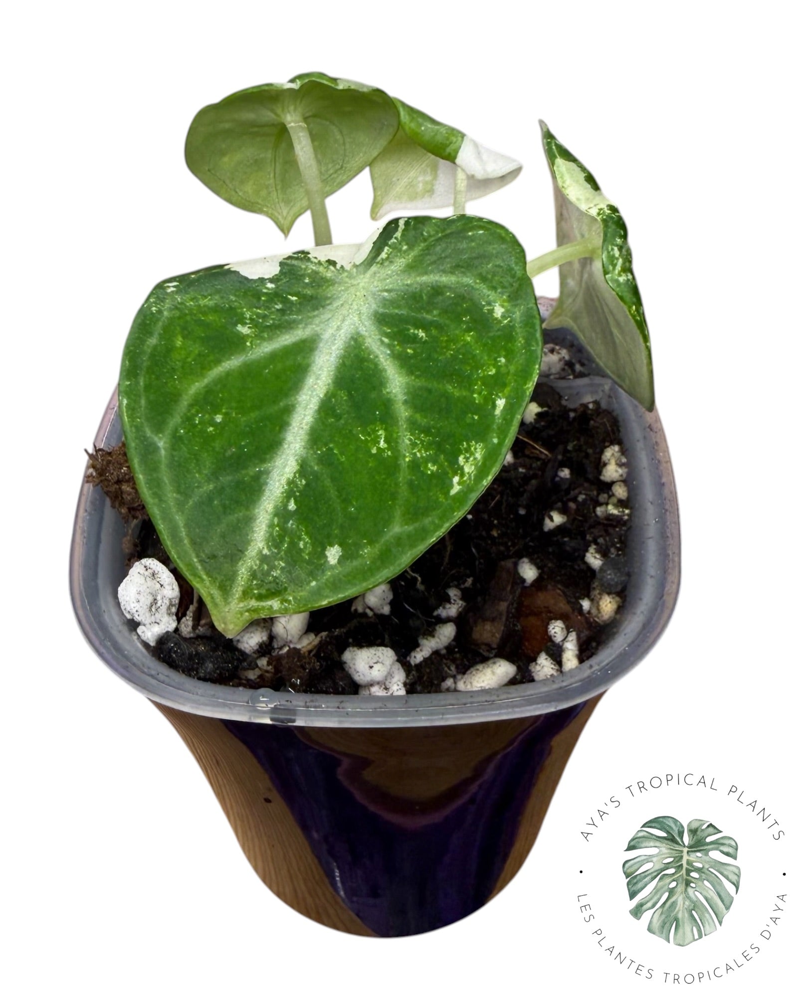 Alocasia Ninja Albo panaché