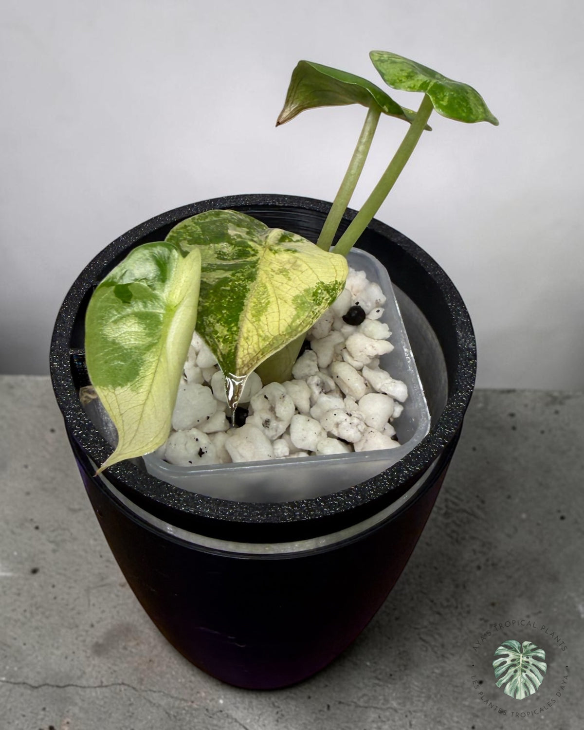 Alocasia Wentii Albo Pink Variegated