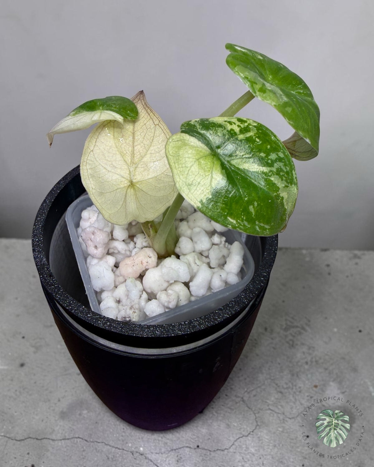 Alocasia Wentii Albo Pink Variegated