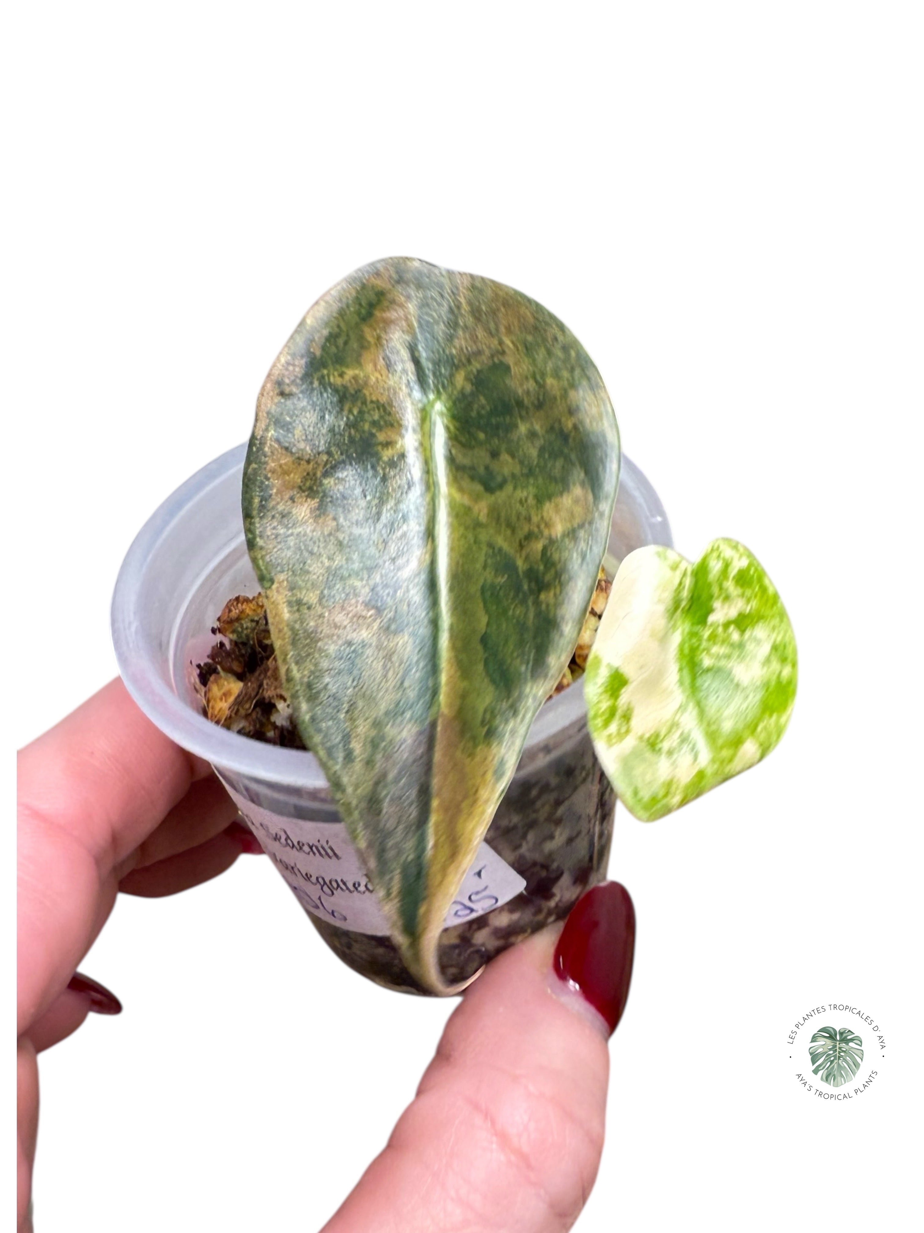 Alocasia Sedenii  Variegated Aurea| Rare TC Plant| Aya's Tropical Plants