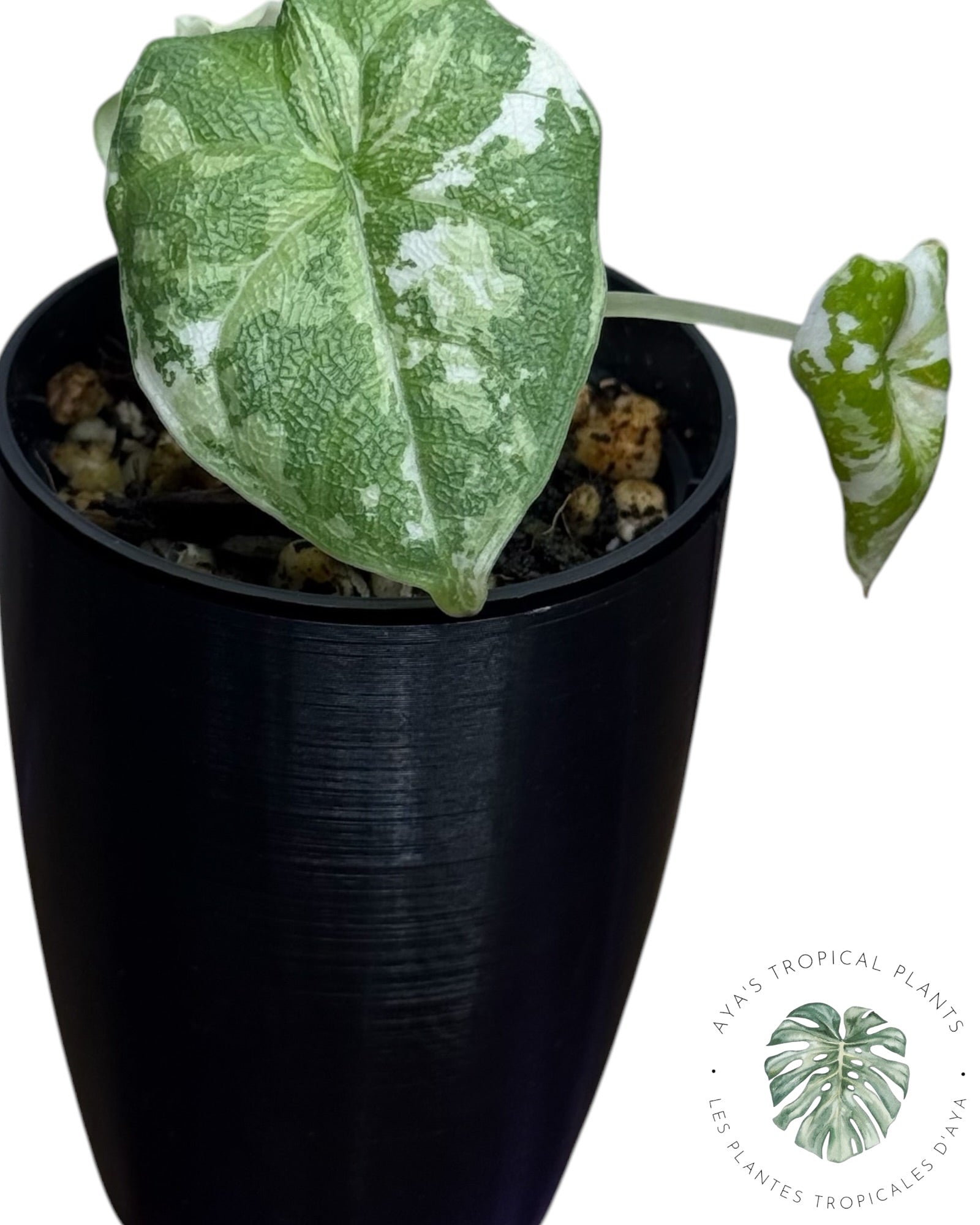 Alocasia Melo Albo panaché