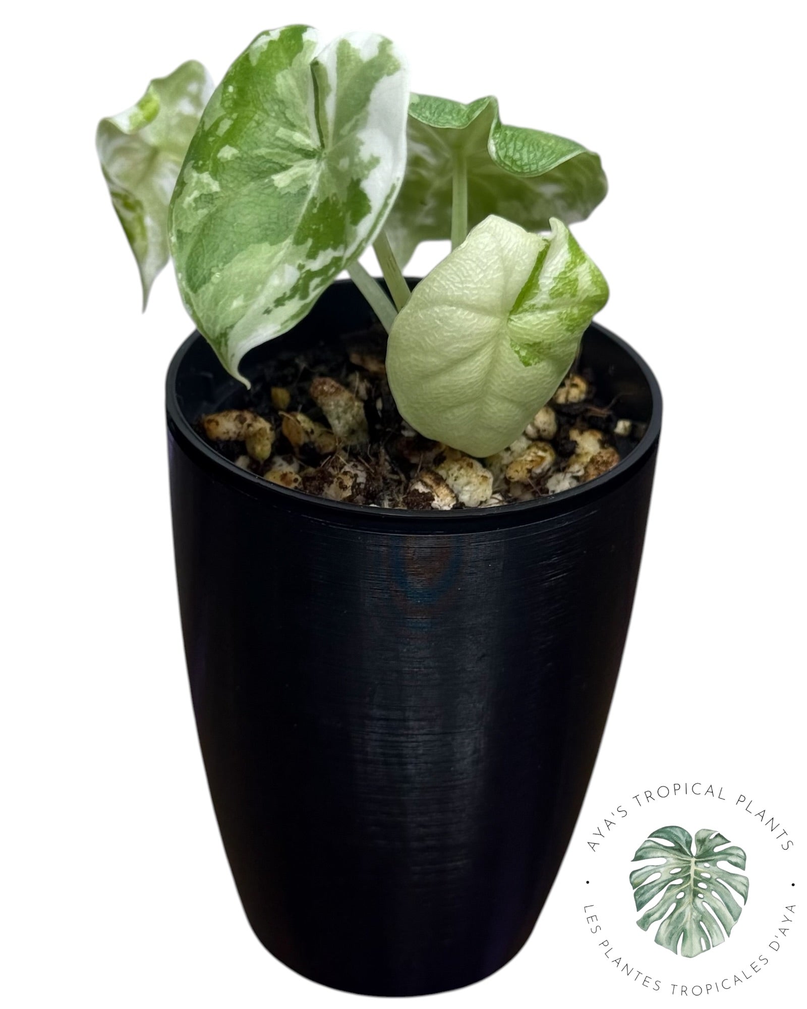 Alocasia Melo Albo panaché