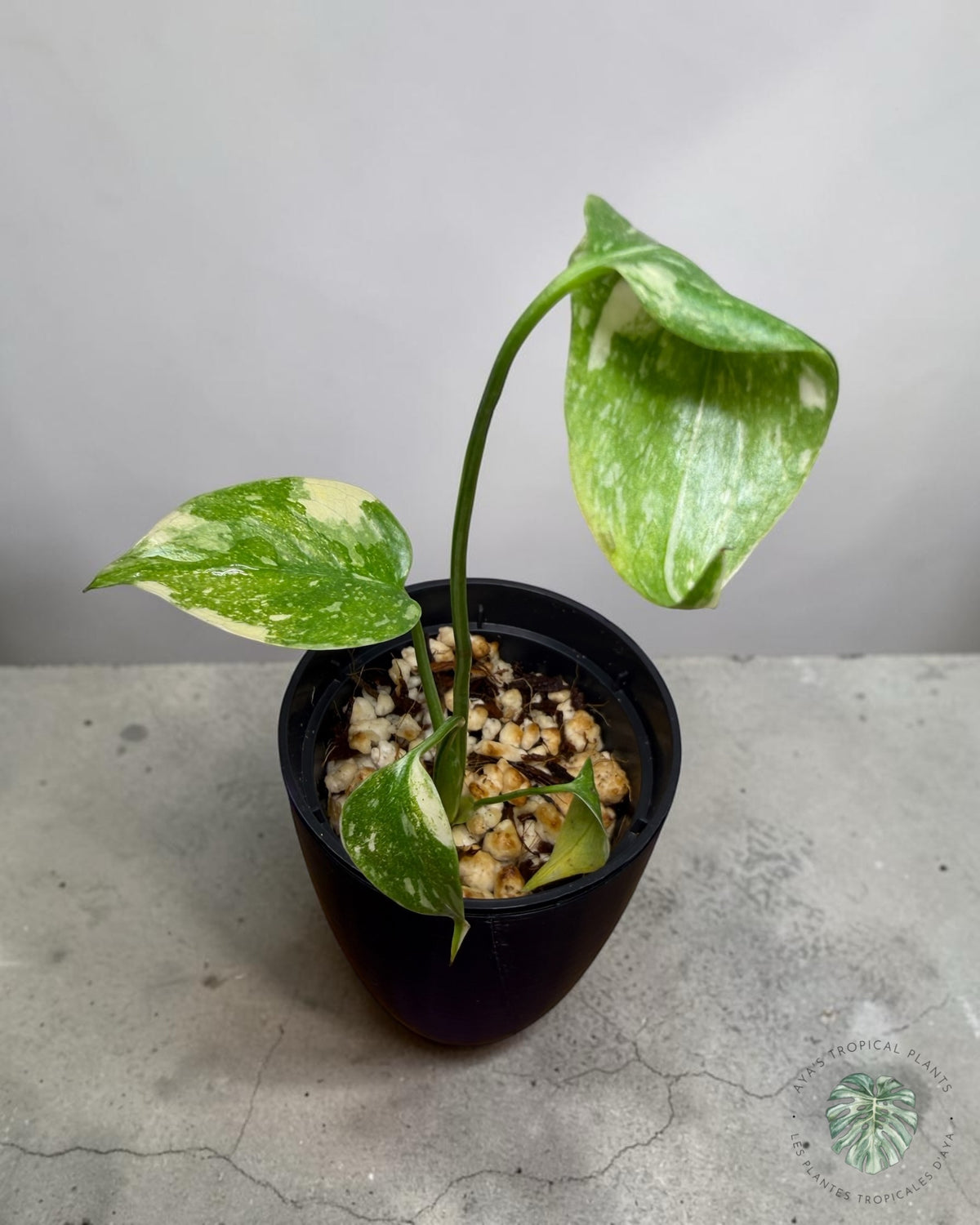 Monstera Thai Constellation Creme Brûlé
