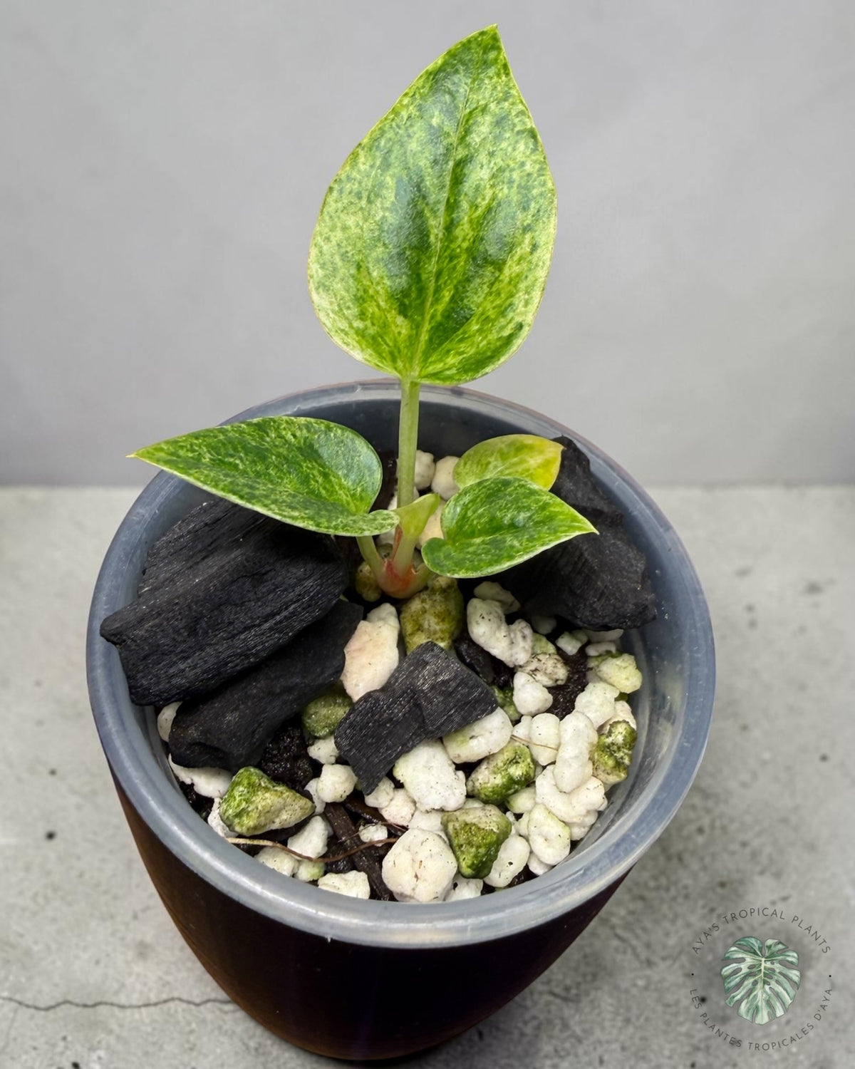 Anthurium Hookeri Albo Panaché
