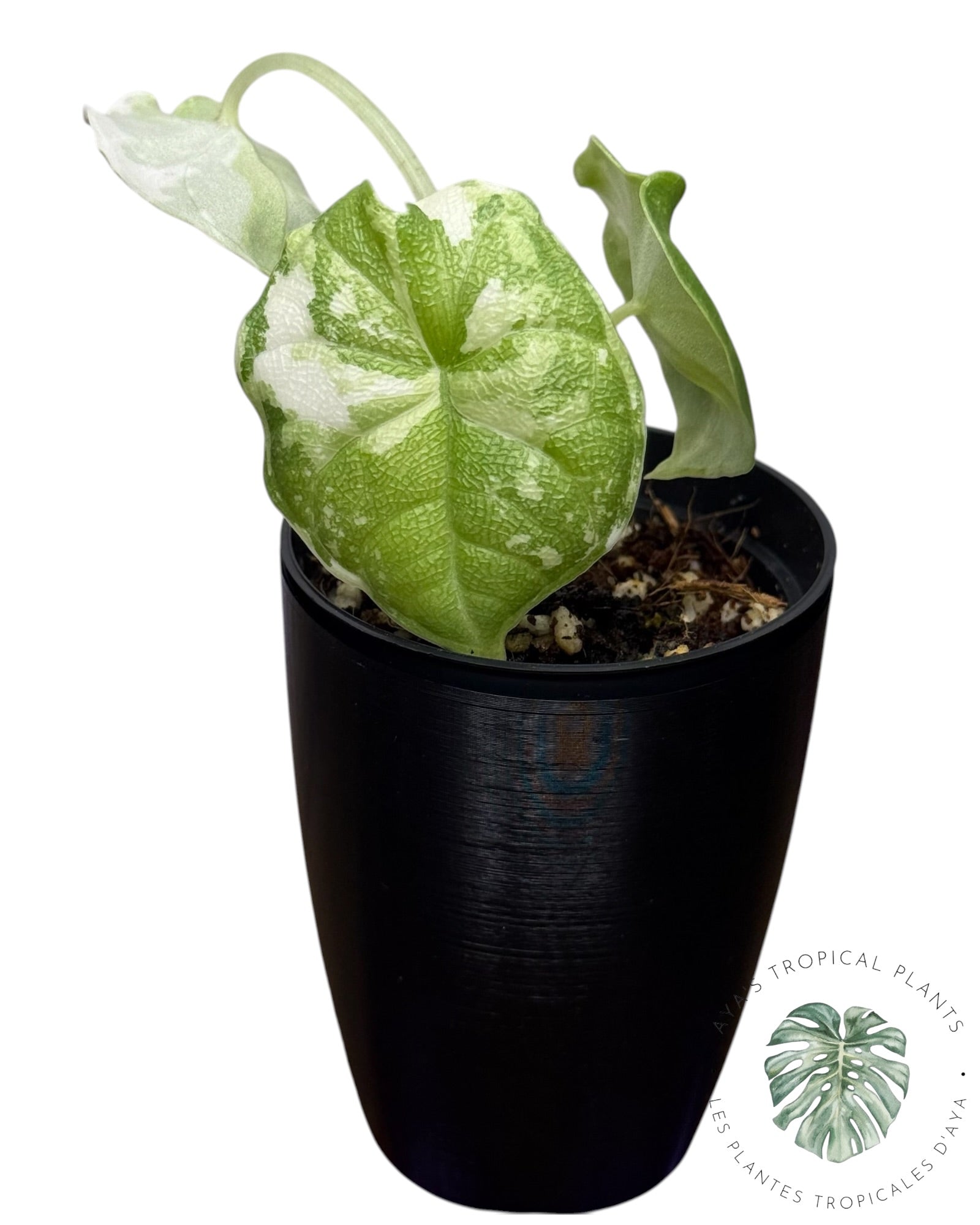 Alocasia Melo Albo Variegated