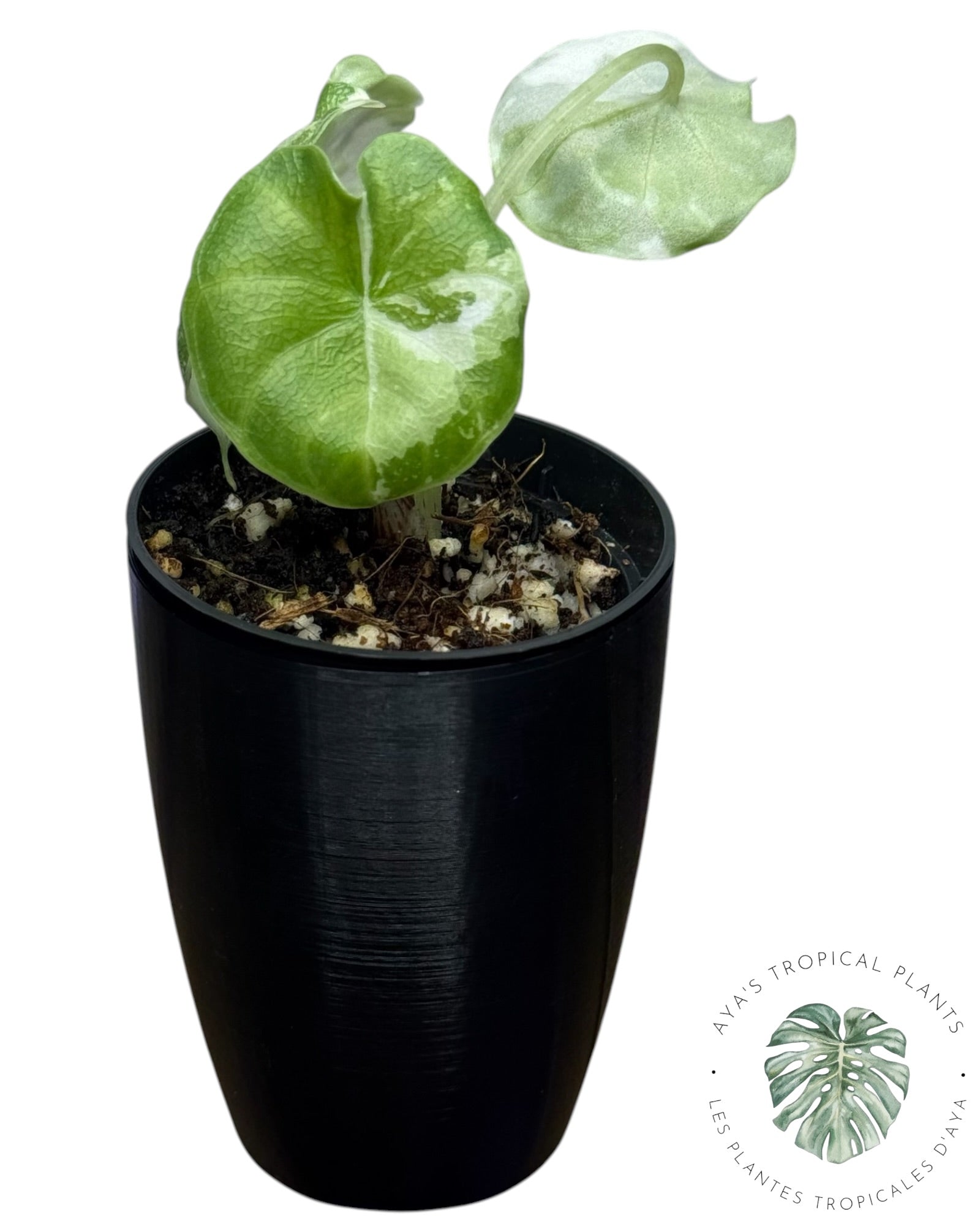 Alocasia Melo Albo panaché