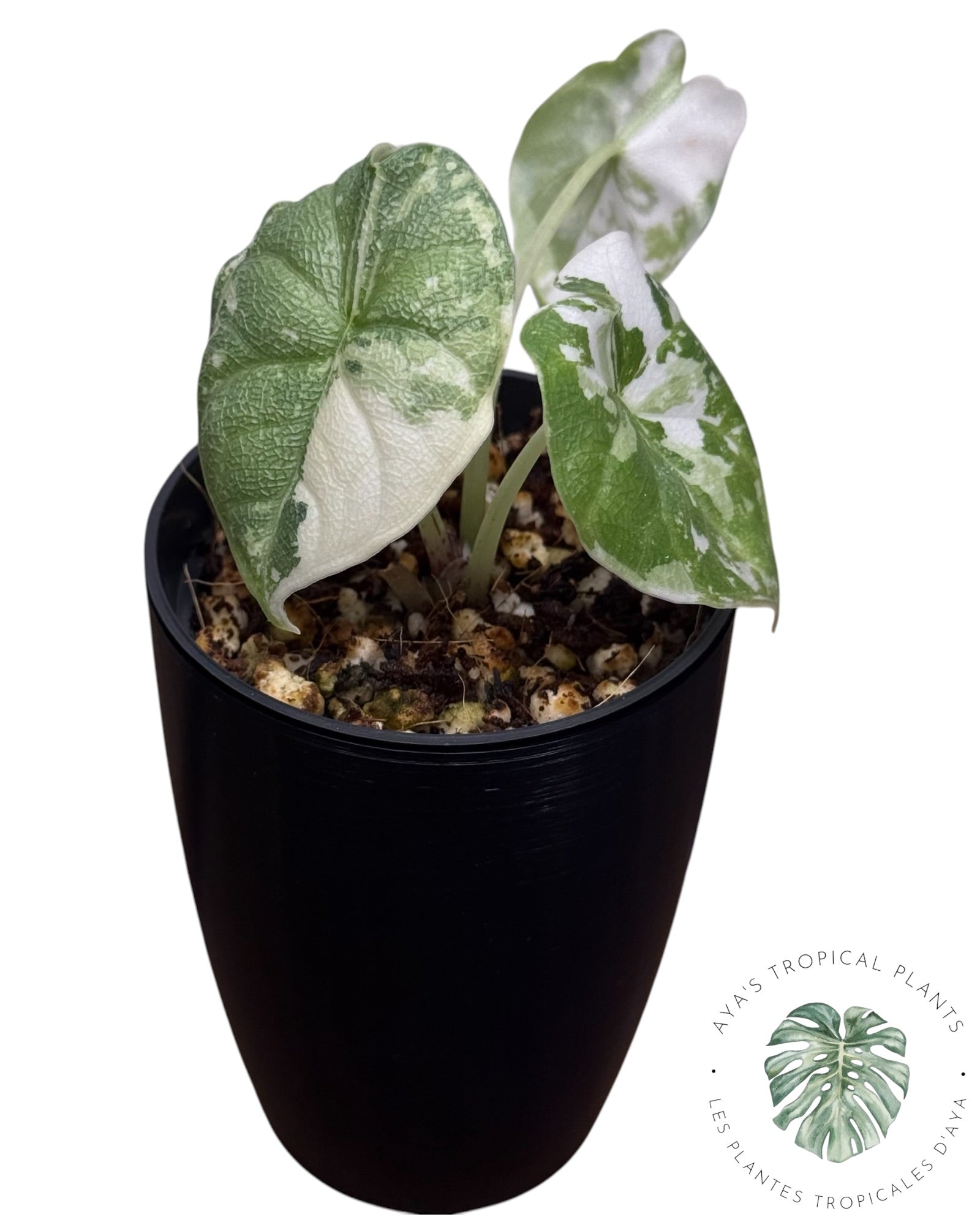 Alocasia Melo Albo Variegated