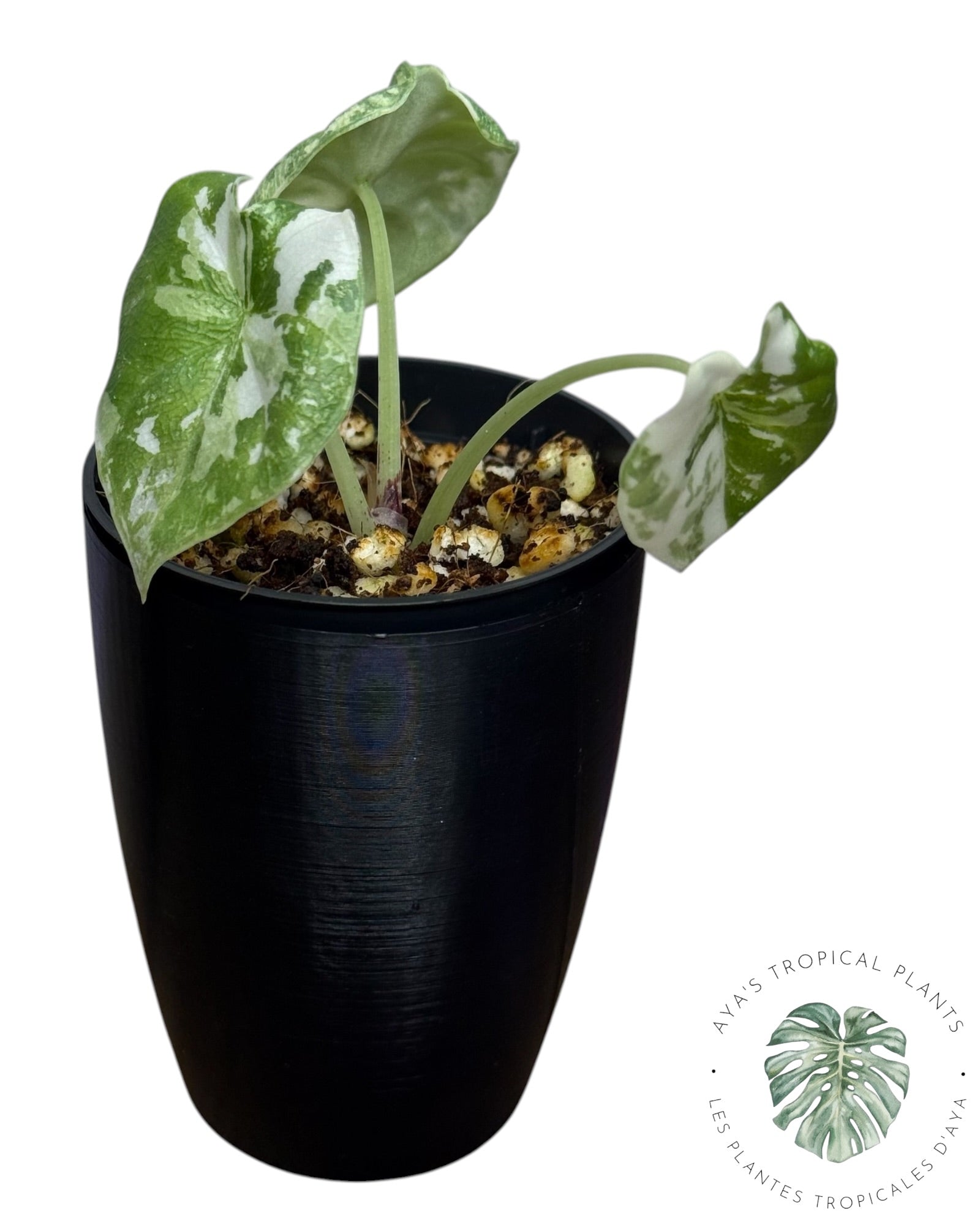 Alocasia Melo Albo Variegated