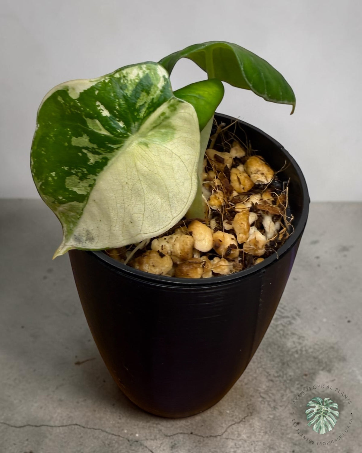 Alocasia Black Velvet Albo Rose Panachée