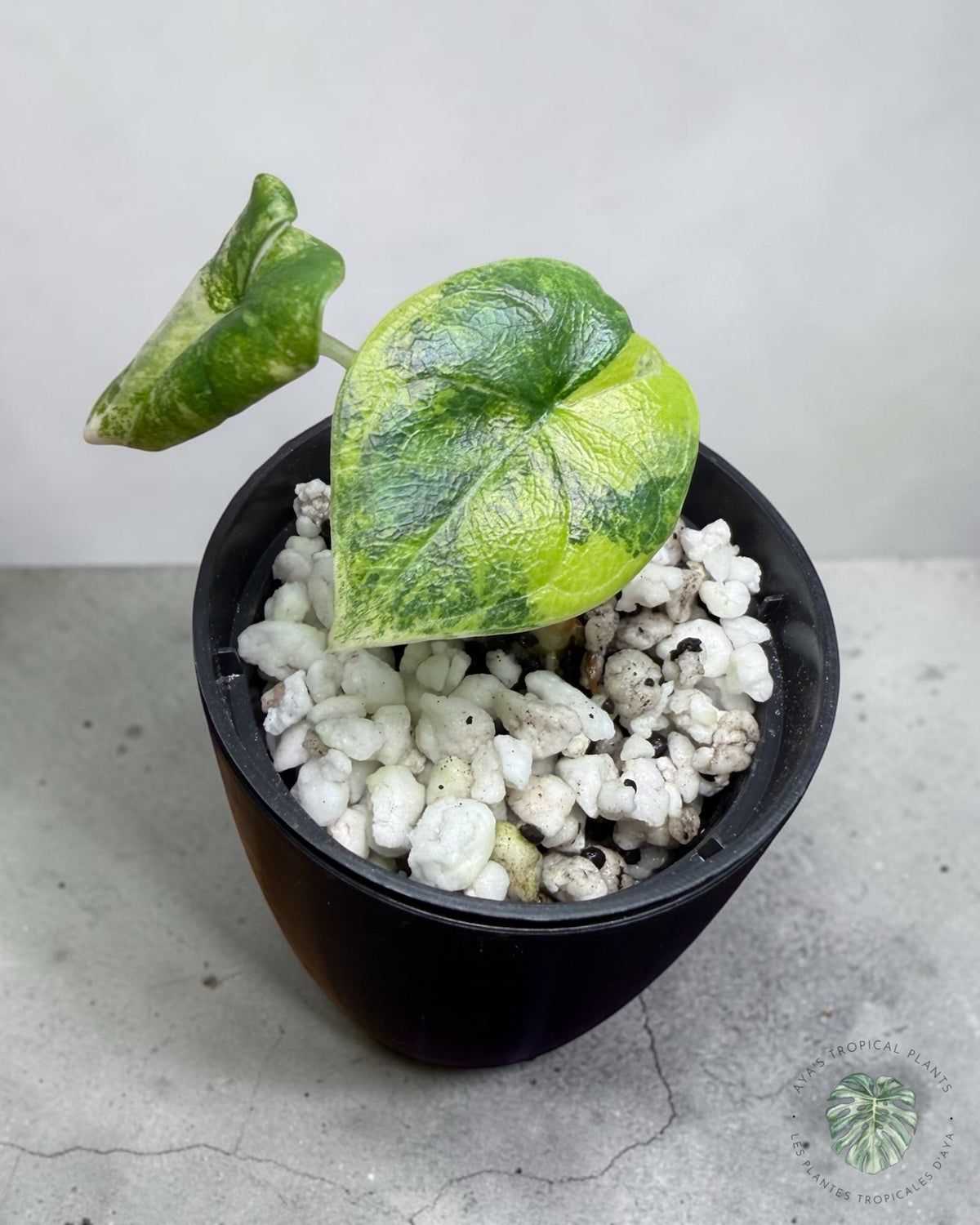 Alocasia Melo Aurea Panaché