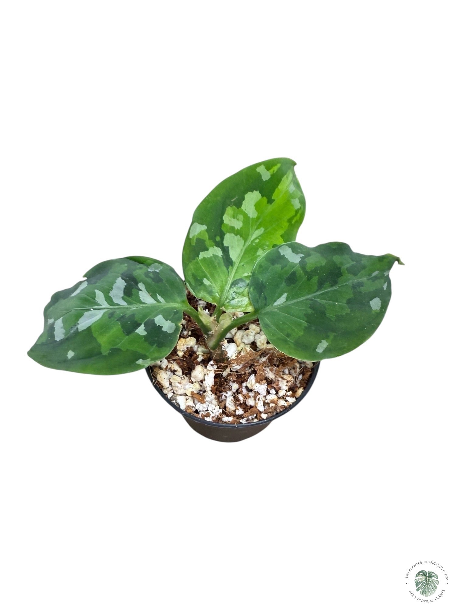 Aglaonema Pictum Tricolore