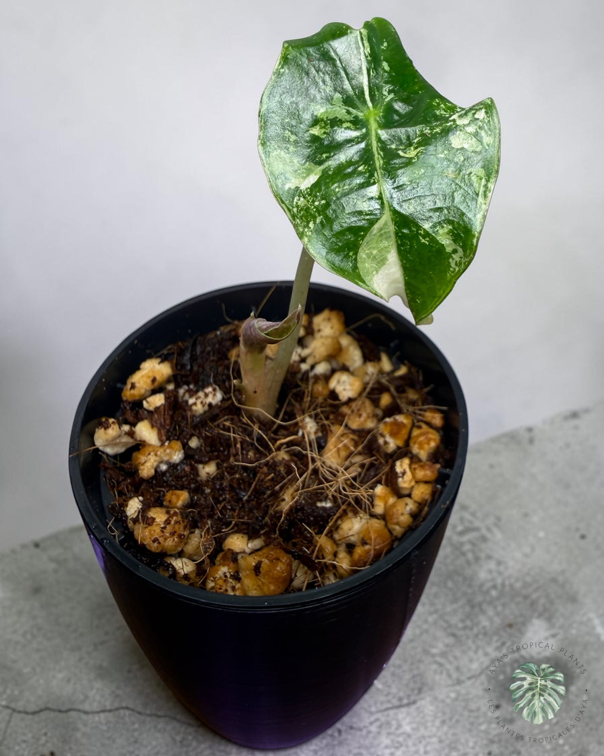 Alocasia Polly Flocon de neige rose ll