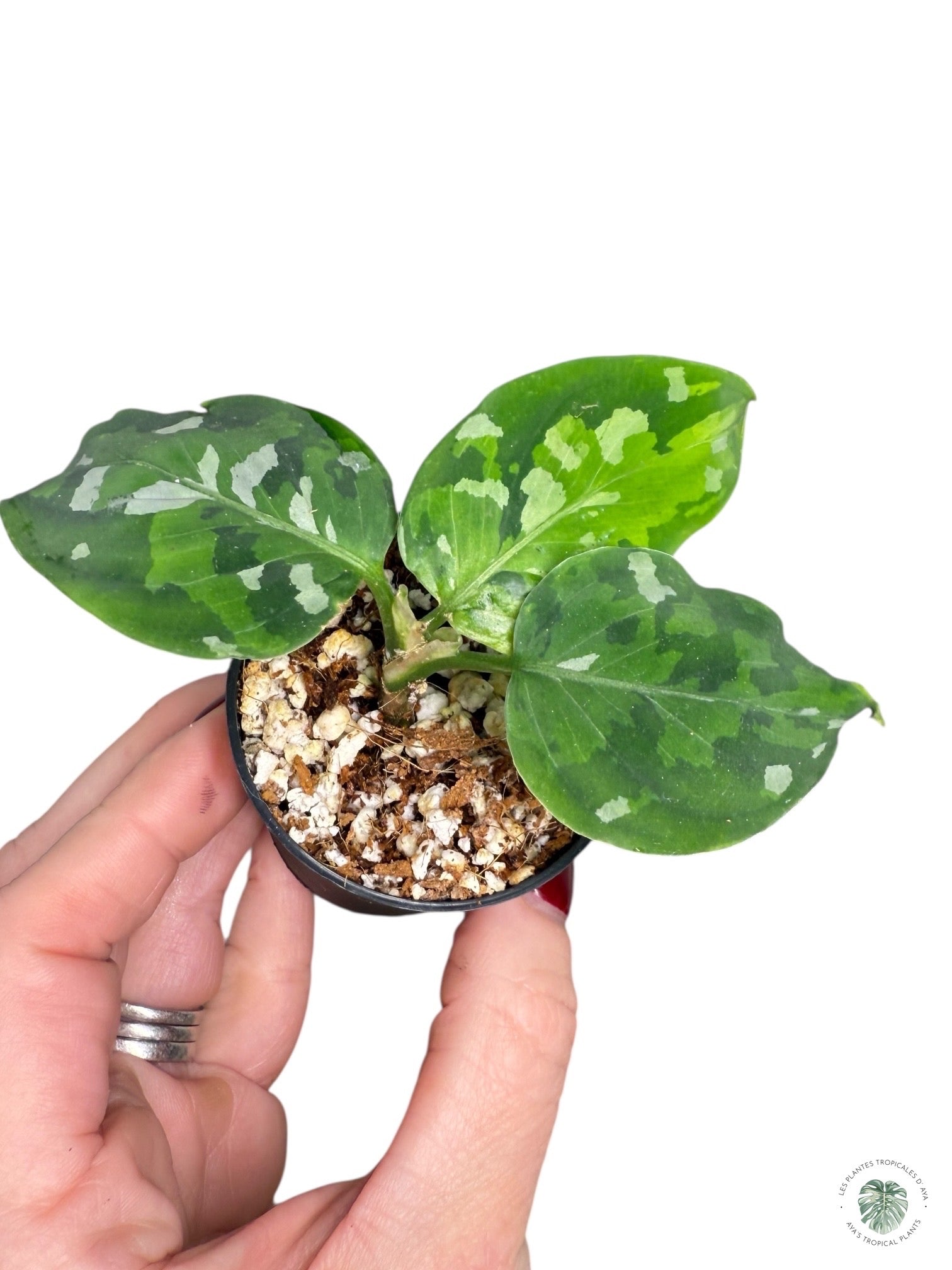 Aglaonema Pictum Tricolore