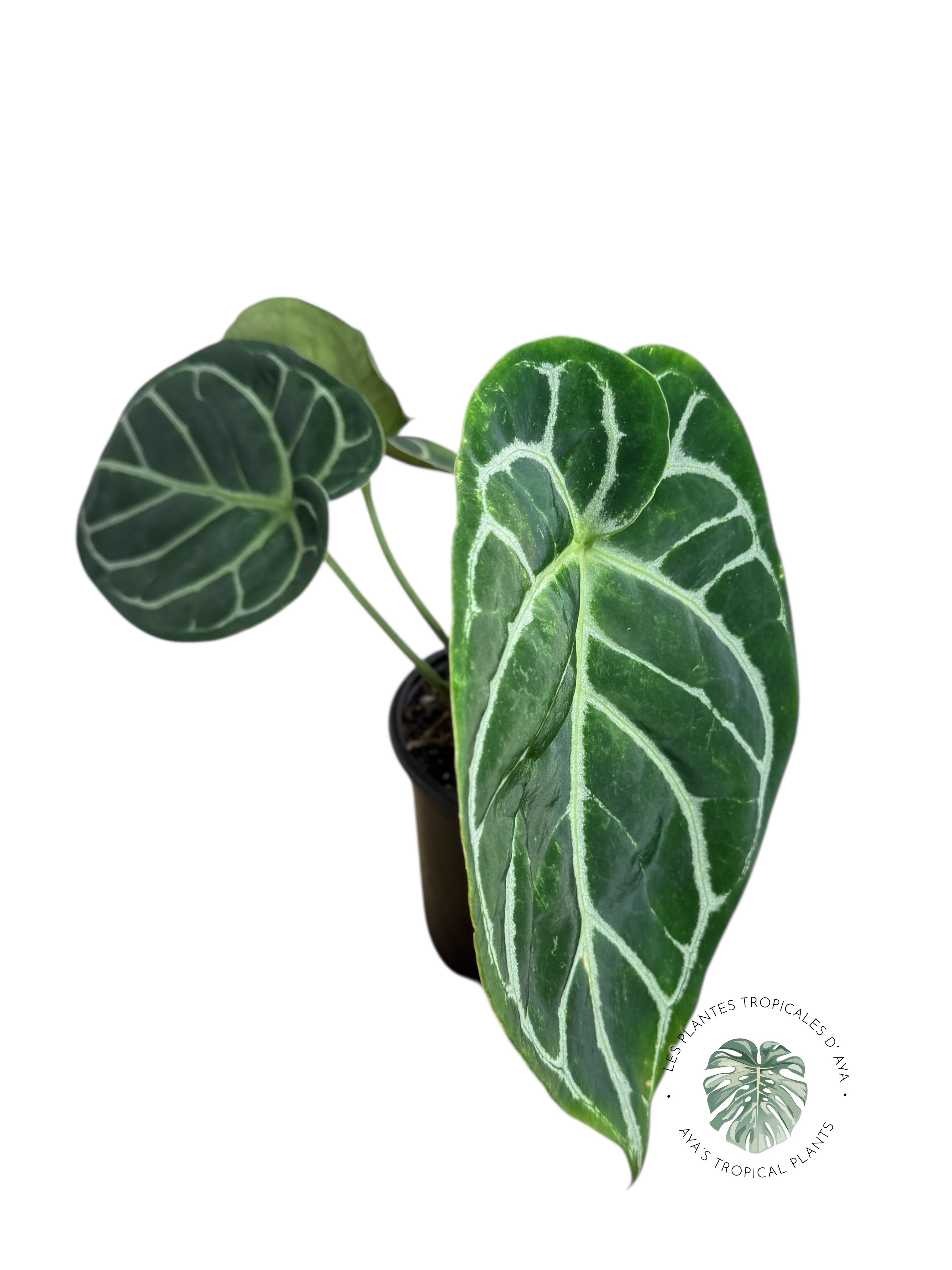 Anthurium Magnificum x Crystallinum | Aroïde | La plante tropicale d'Aya