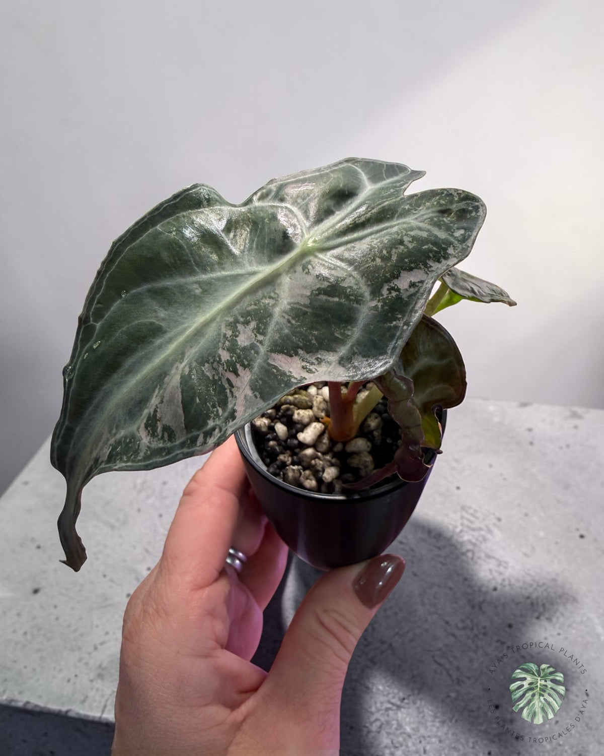 Alocasia Venom Pink Variegated Grade S | Premium Rare