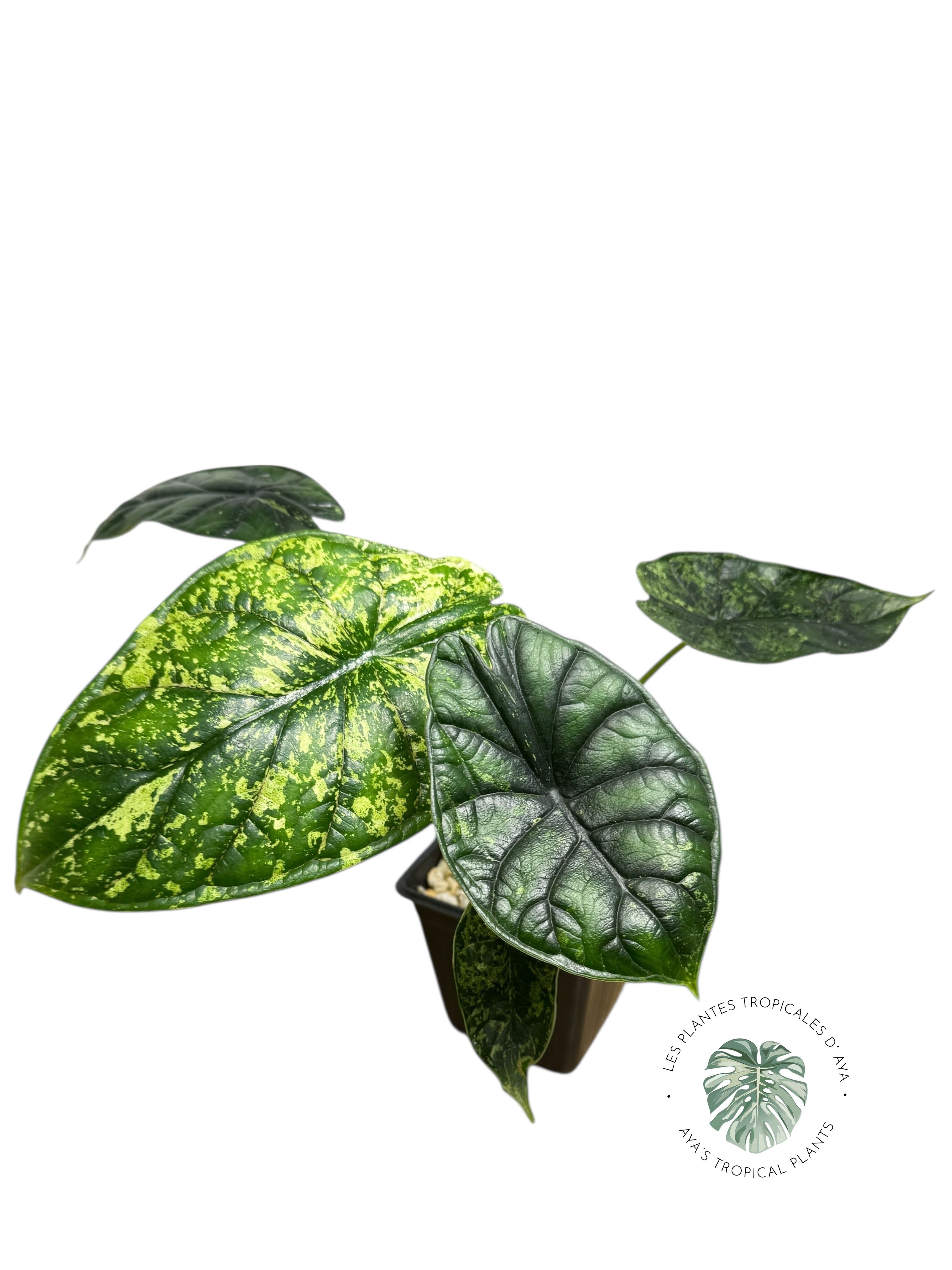 Alocasia Dragon Scale Mint |Rare Aroid| Aya's Tropical Plants