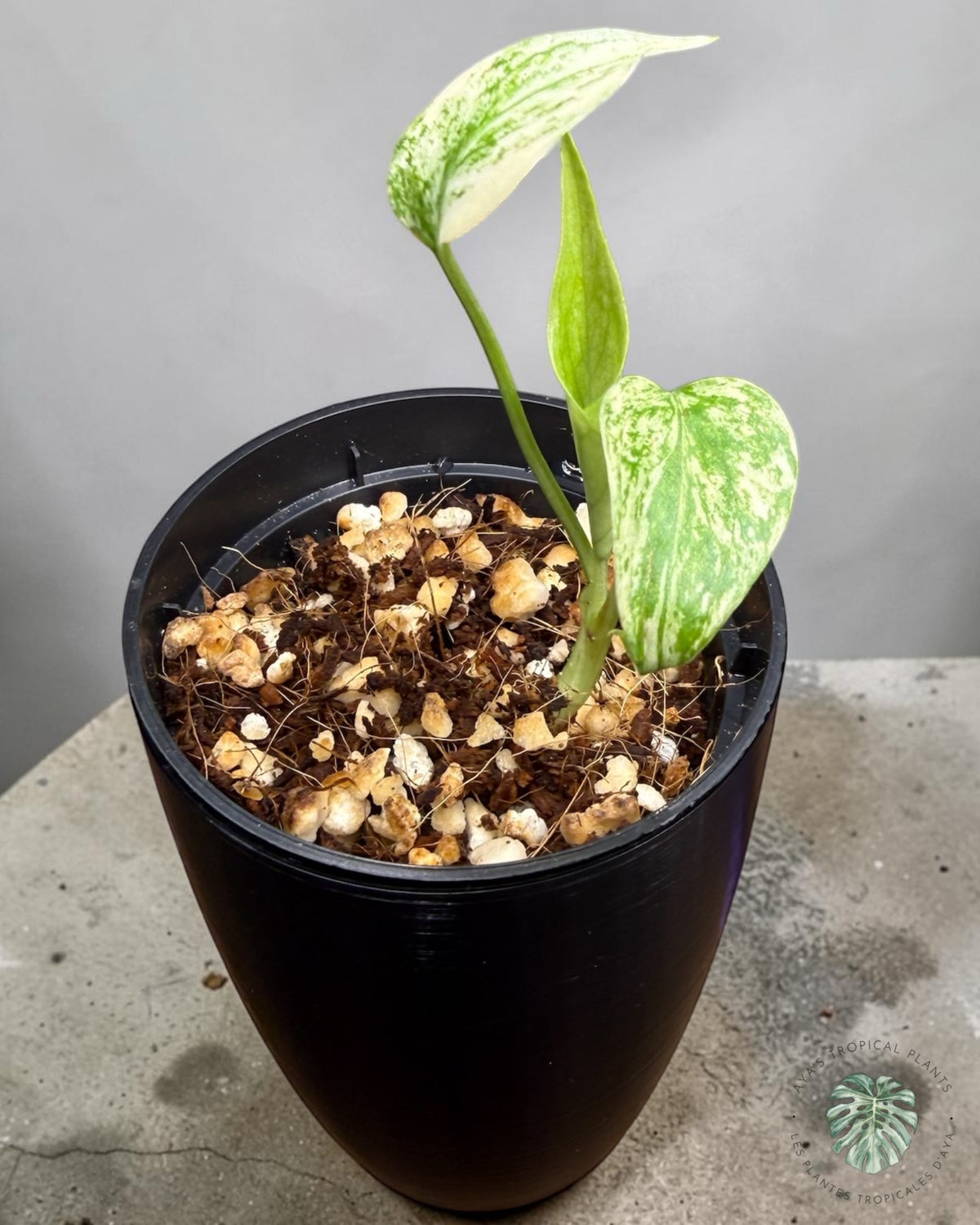 Monstera Borsigiana Mint Variegated
