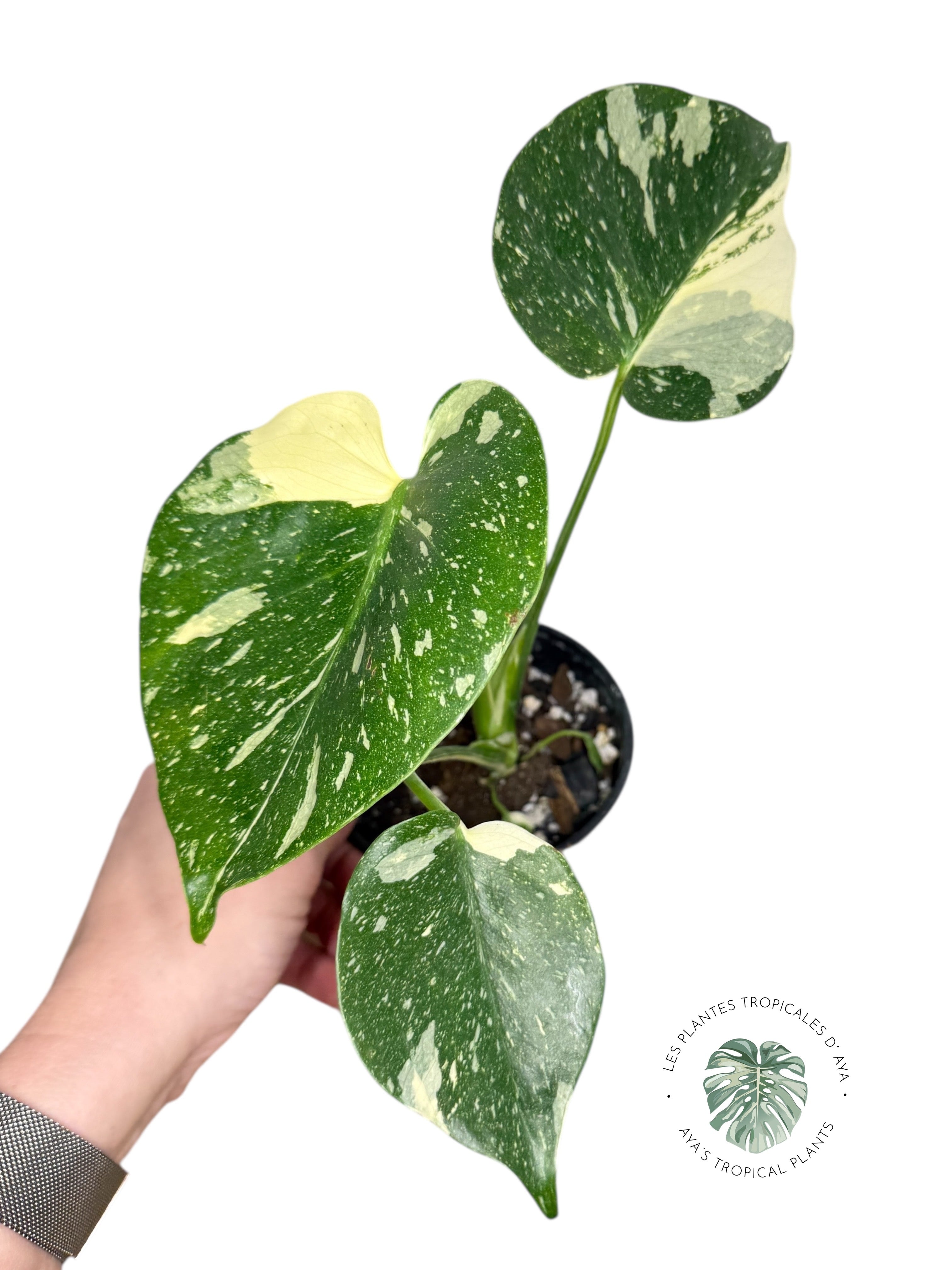 Constellation Monstera Thaï | Aroïde | La plante tropicale d'Aya