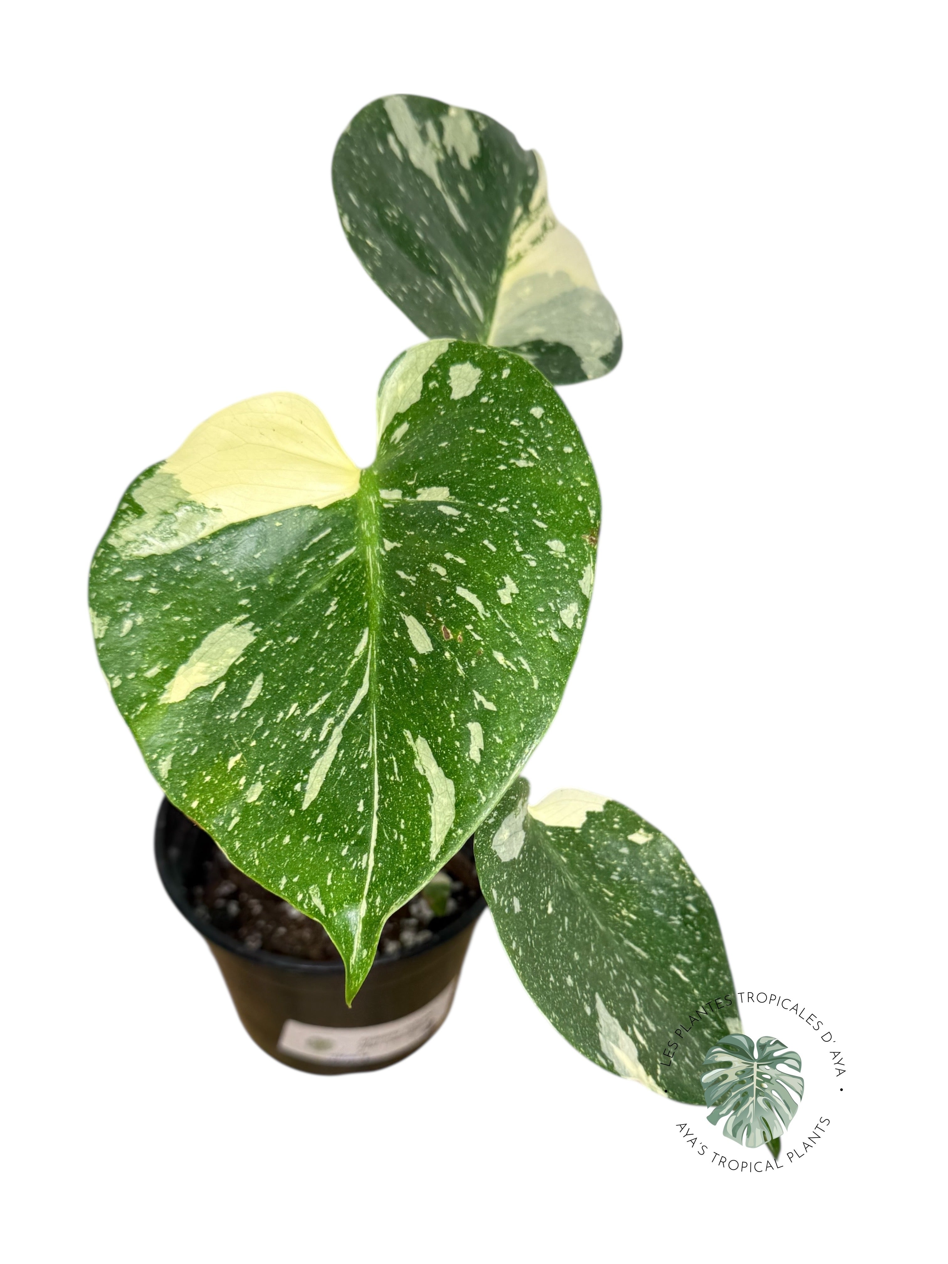 Constellation Monstera Thaï | Aroïde | La plante tropicale d'Aya