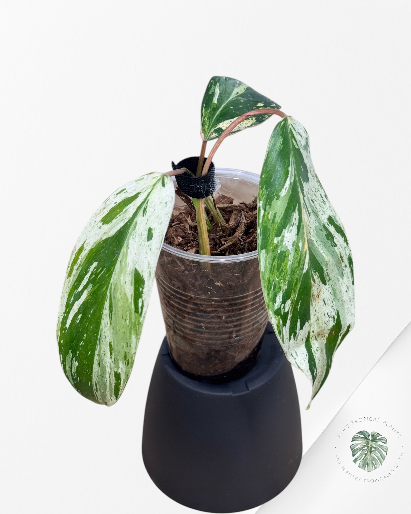 Philodendron Emerald Ice Aurea -RR