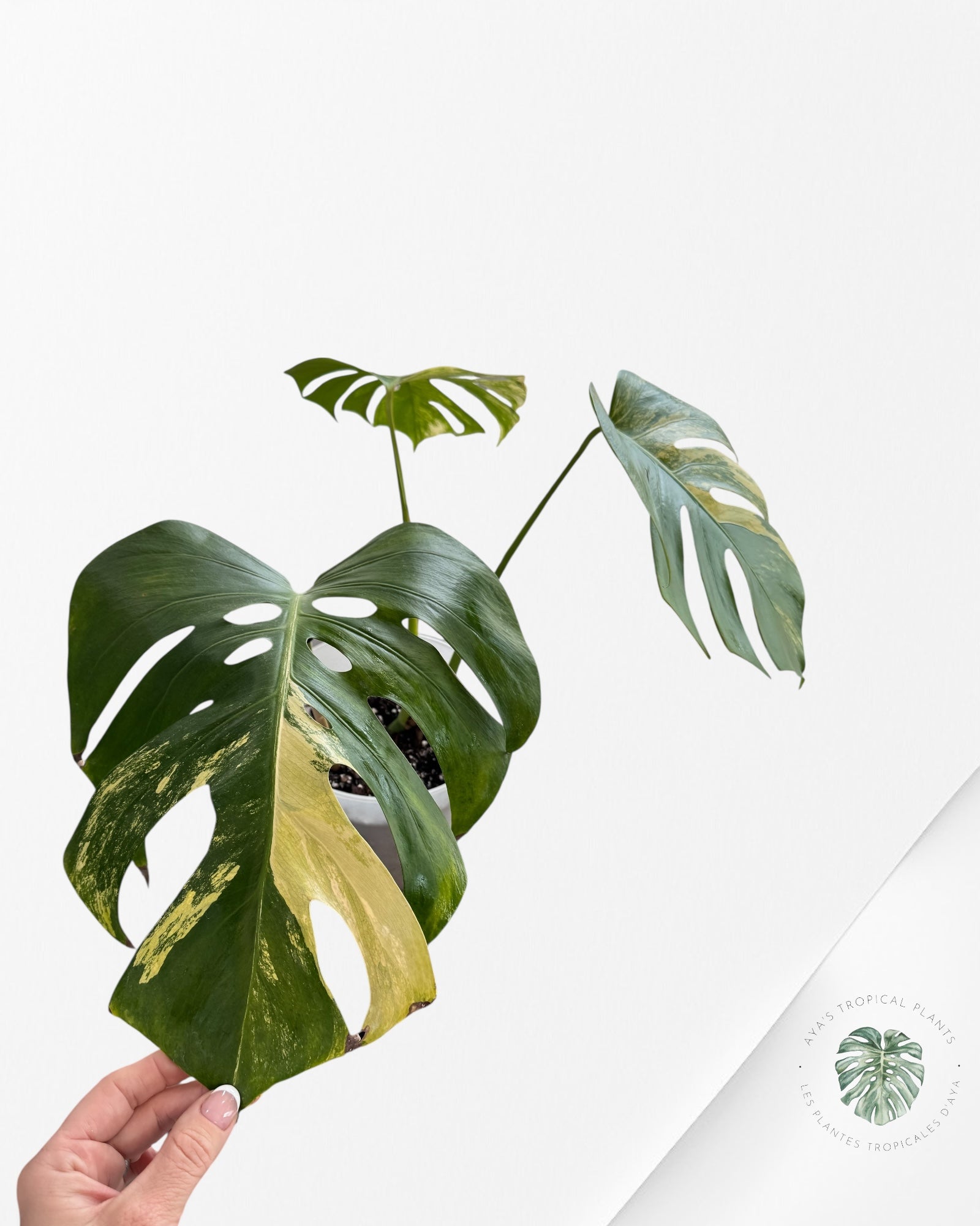 Monstera Aurea - 3L