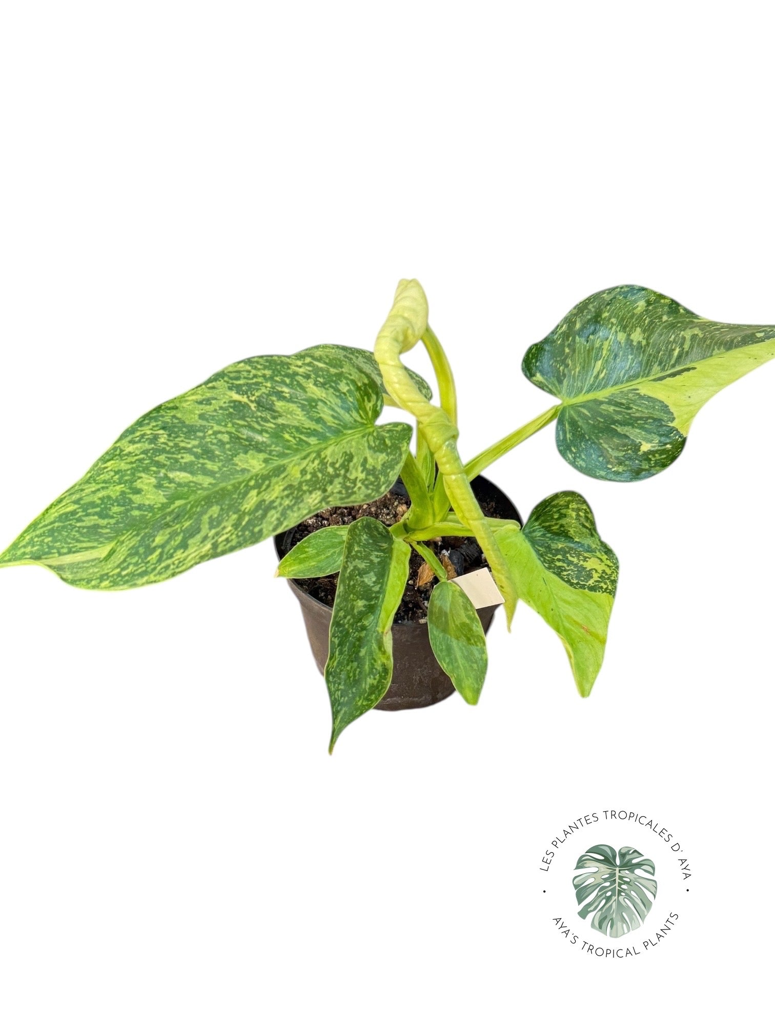 Philodendron José Buono | Aroïde | Les plantes tropicales d'Aya