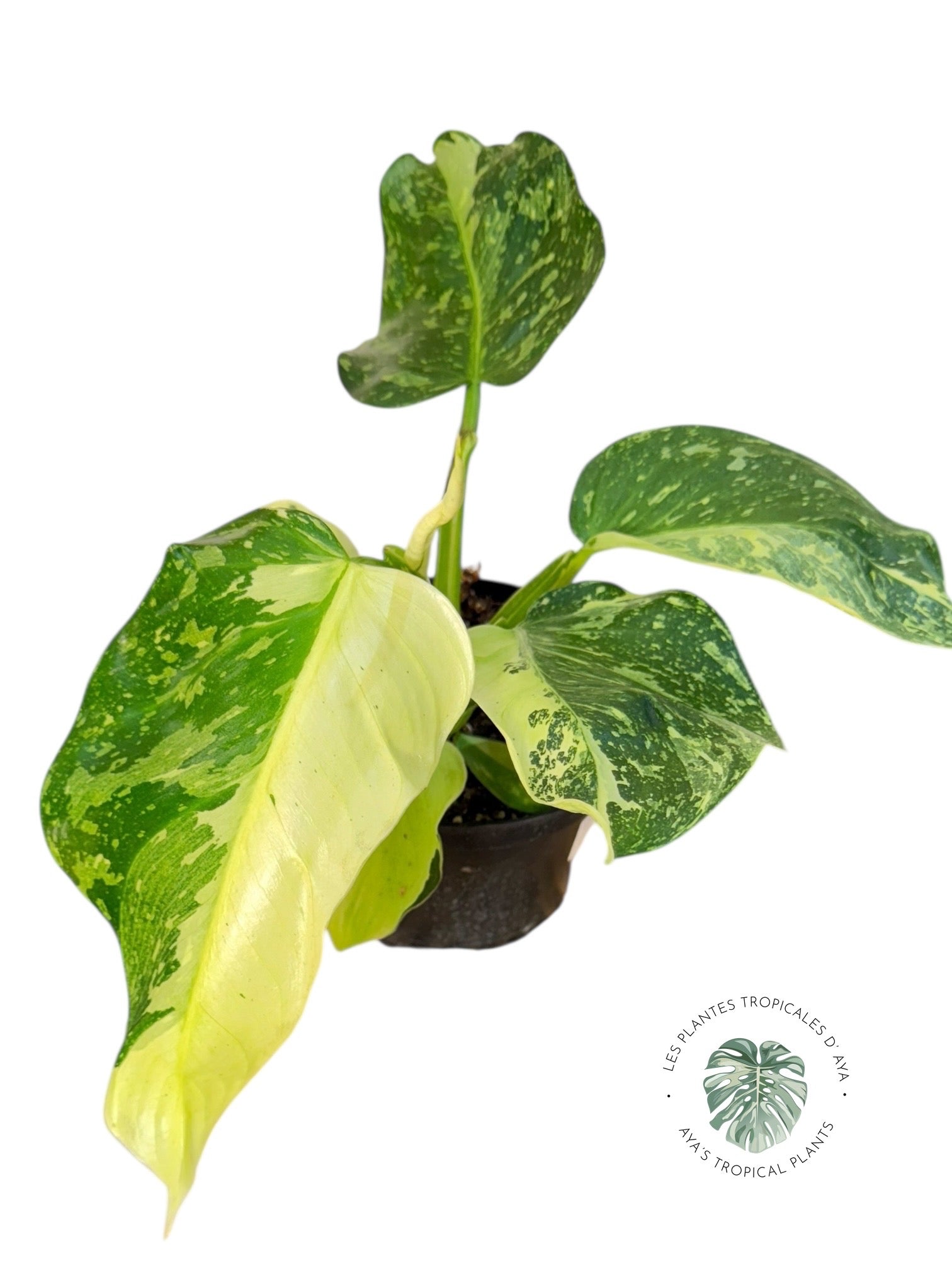 Philodendron José Buono | Aroïde | Les plantes tropicales d'Aya