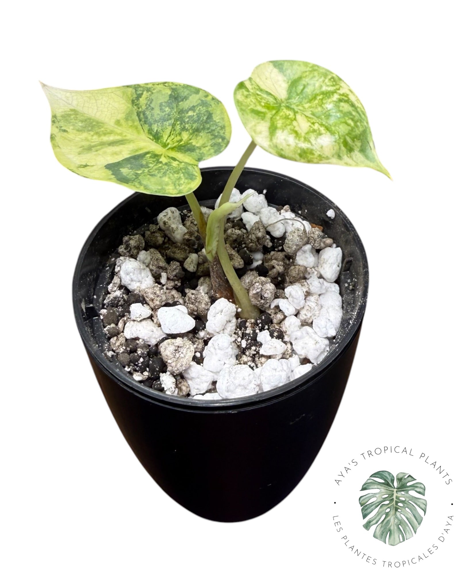 Alocasia Silver Dragon Aurea Variegated