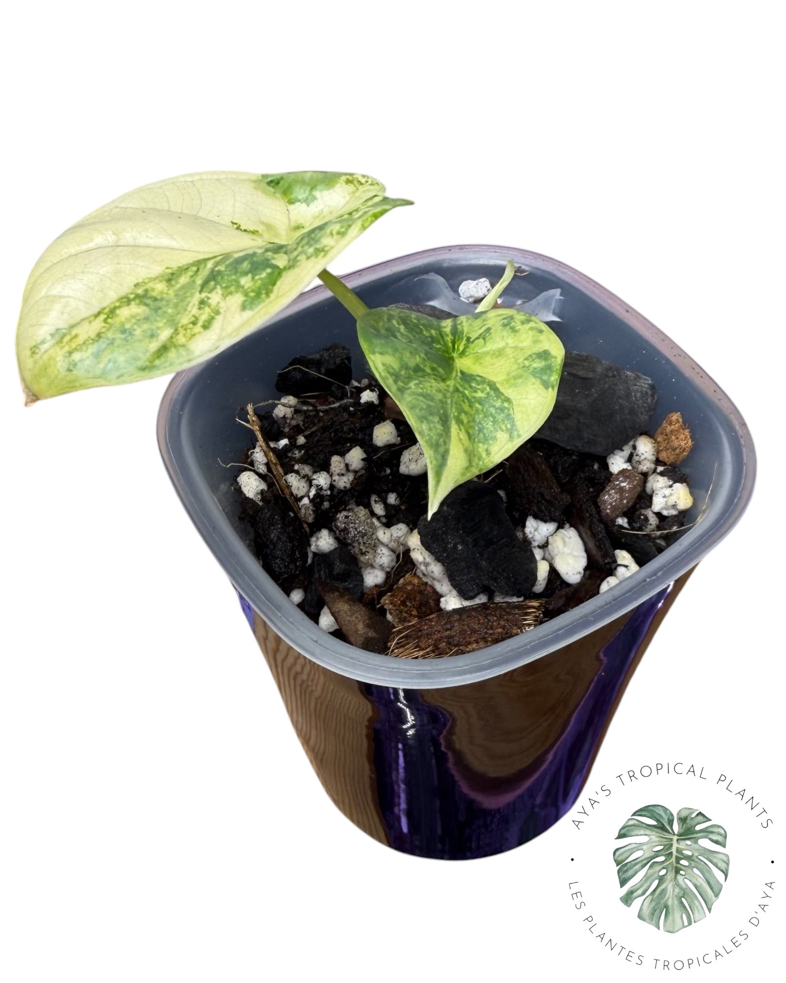 Alocasia Silver Dragon Aurea Variegated