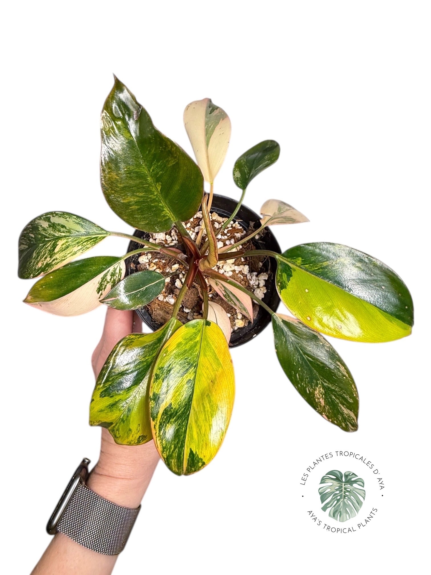 Philodendron 'Red Congo' panaché | Aracée | Plantes tropicales d'Aya