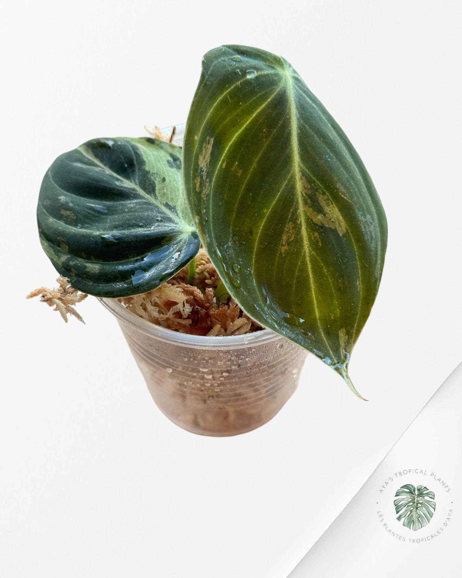 Philodendron Melanochrysum Variegated 03