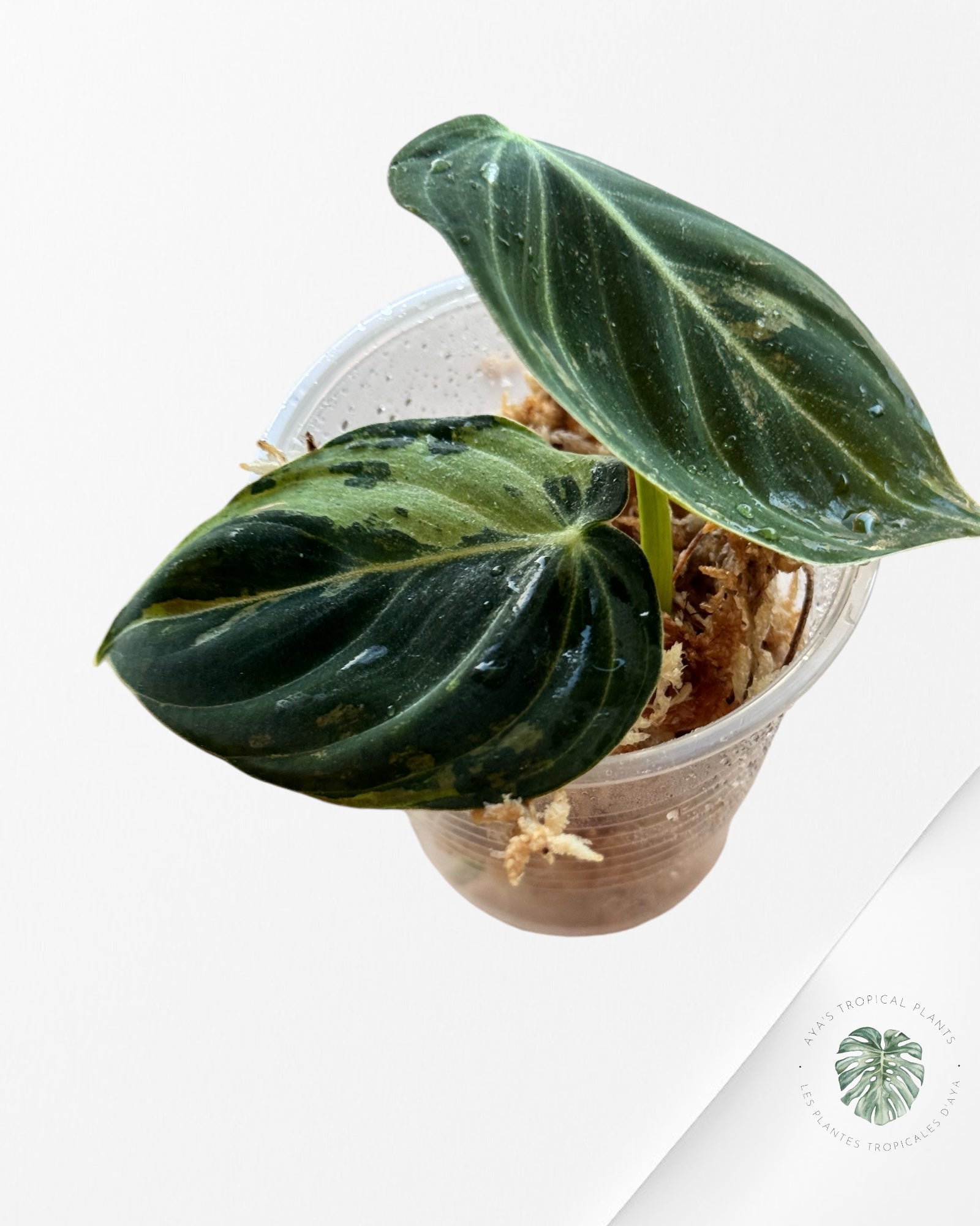 Philodendron Melanochrysum Variegated 03