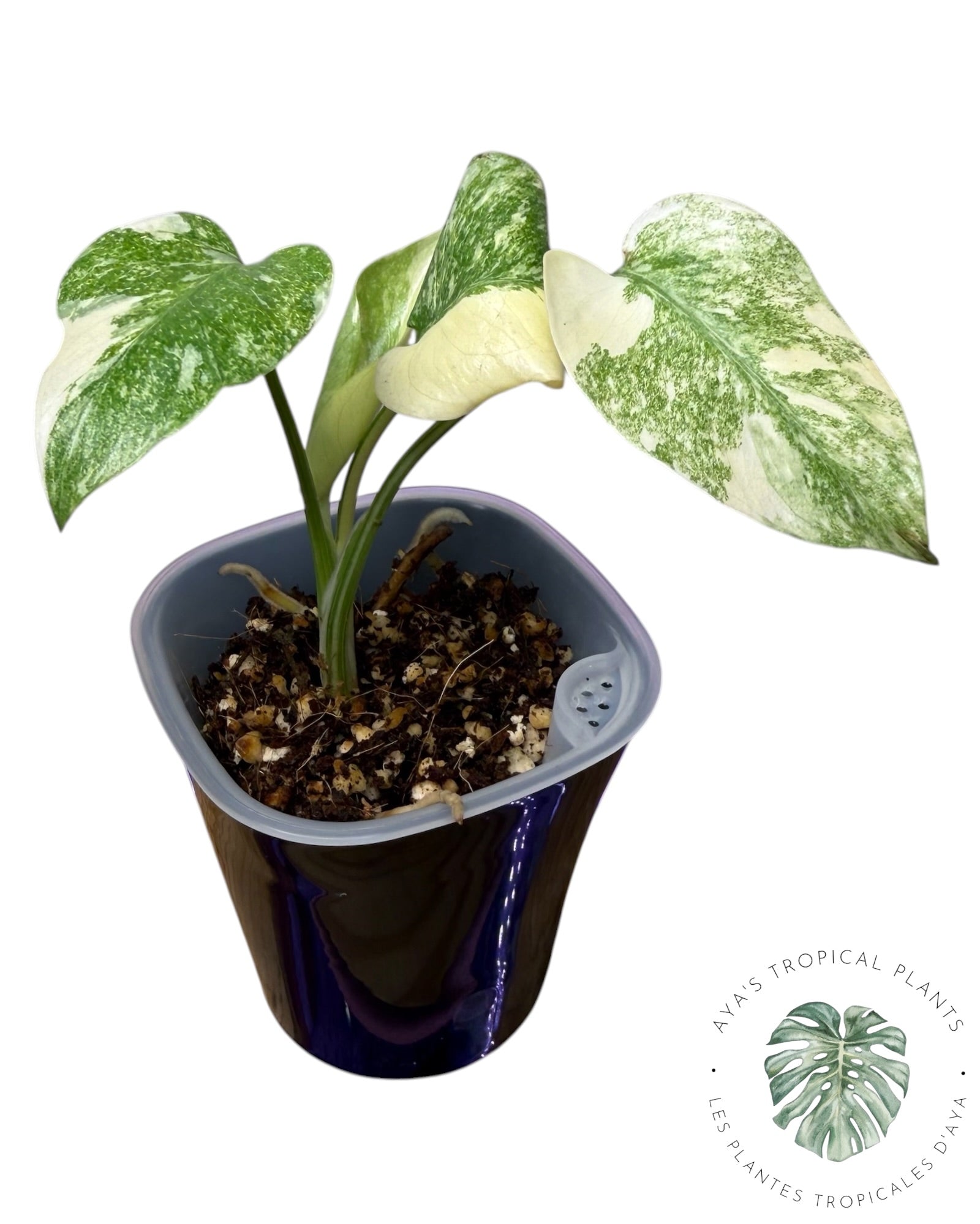 Monstera Deliciosa Legacy