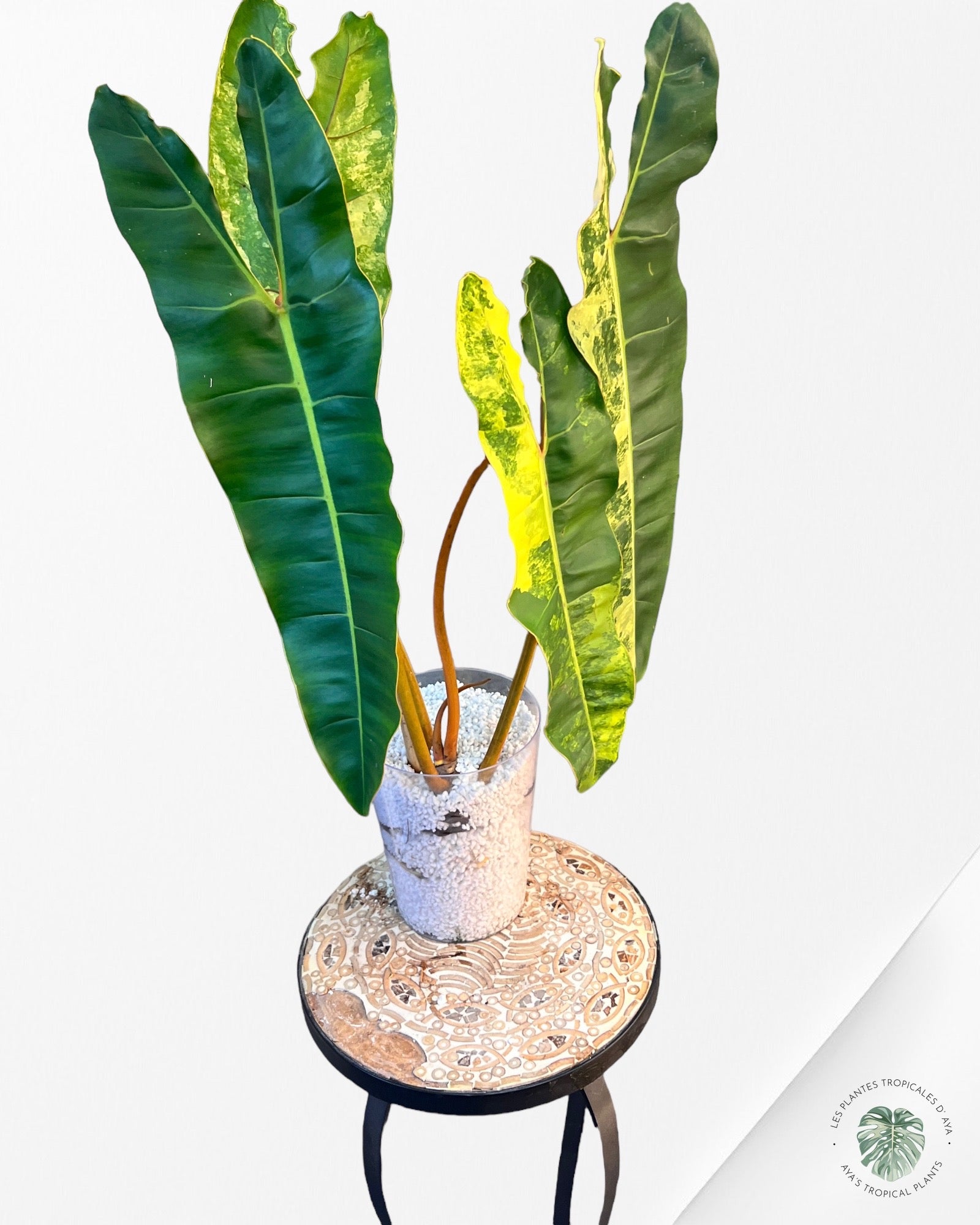 Philodendron billietiae variageted