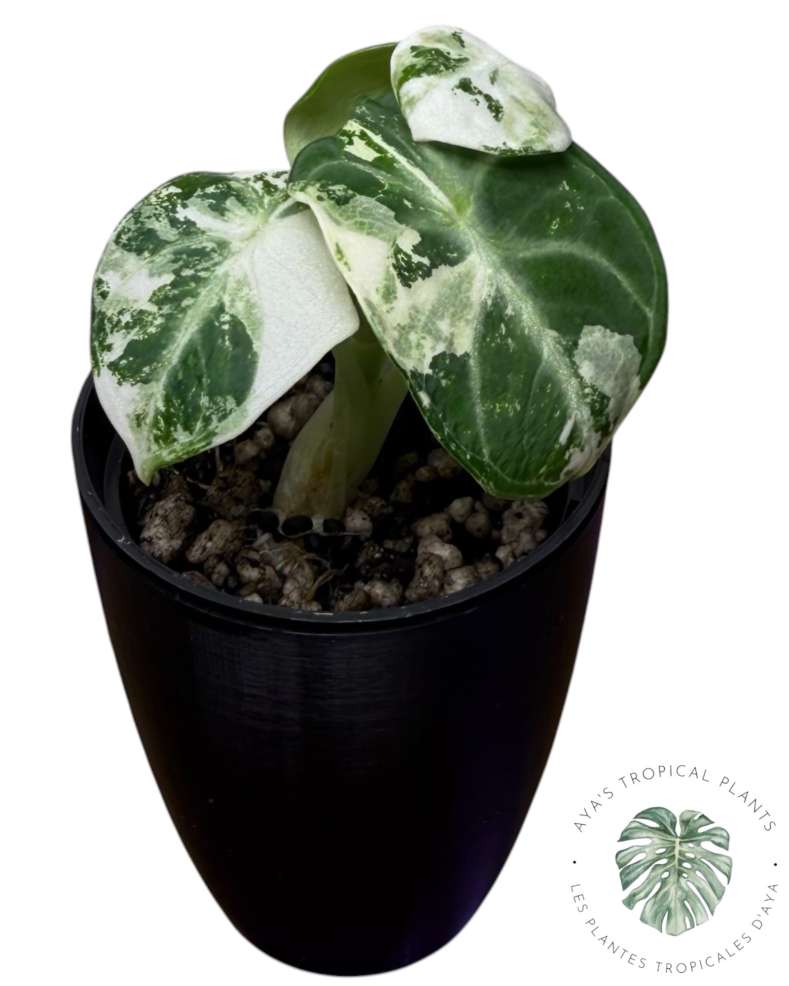 Alocasia - Montreal Plant Store - Aya Tropical Plants