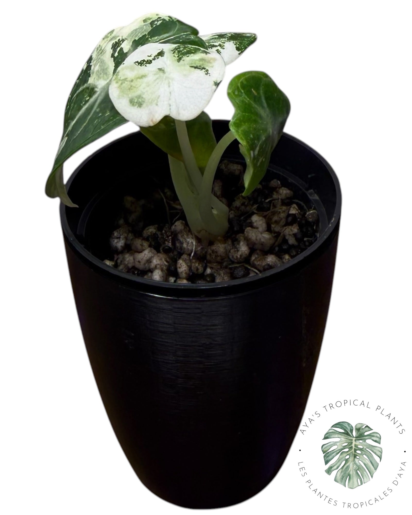 Alocasia Ninja Albo Variegated