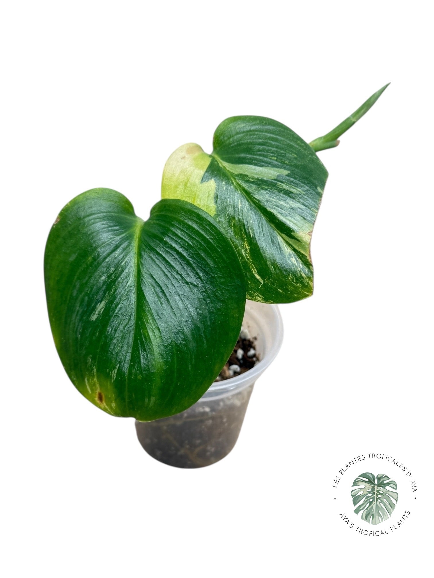 Scindapsus Rubicon Green on Green