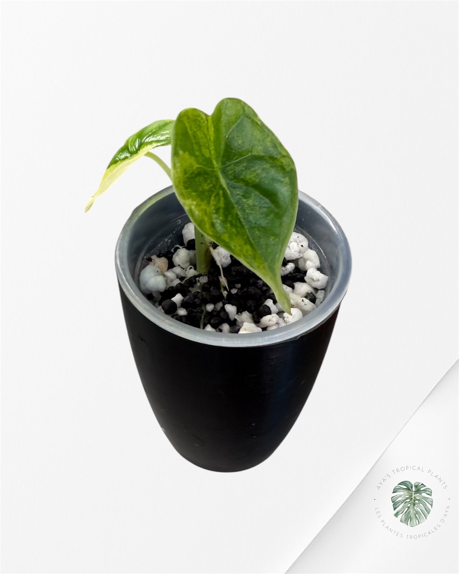 Alocasia Dragon Scale Aurea Variegated