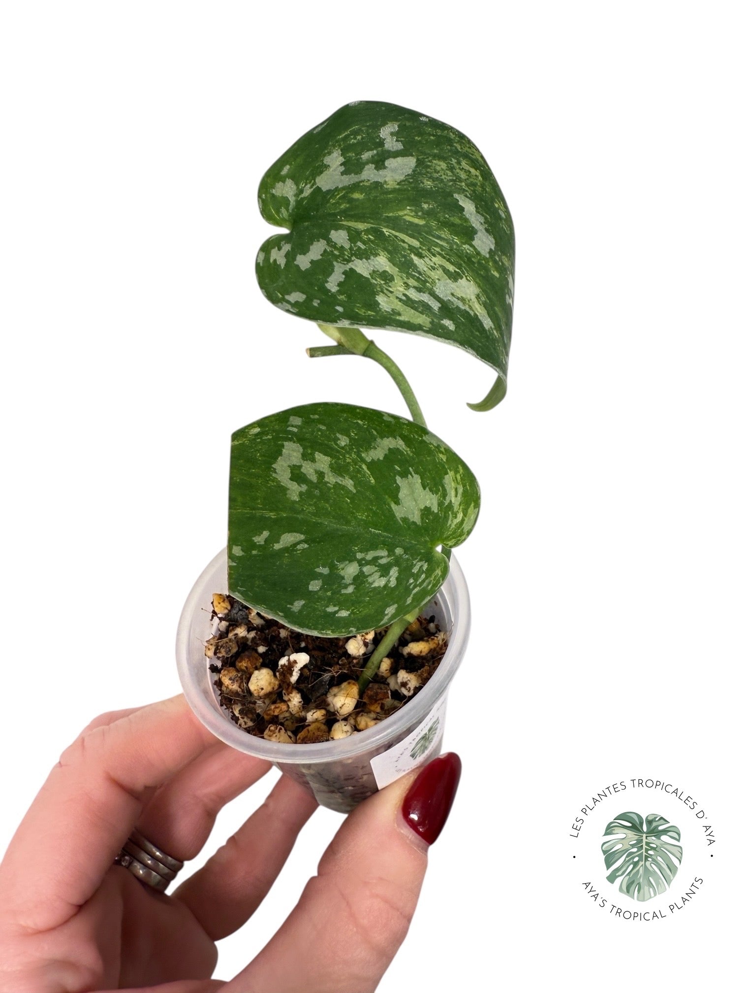 Scindapsus Argyrus Fantasy